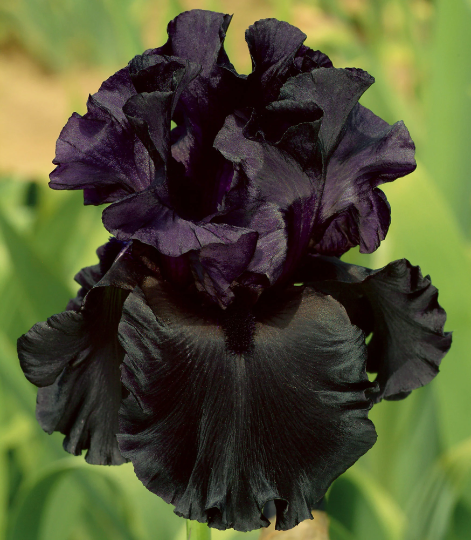 All Night Long Stunning Black Iris Plants