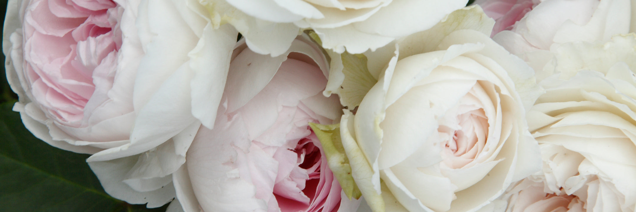 Buy Earth Angel rose online