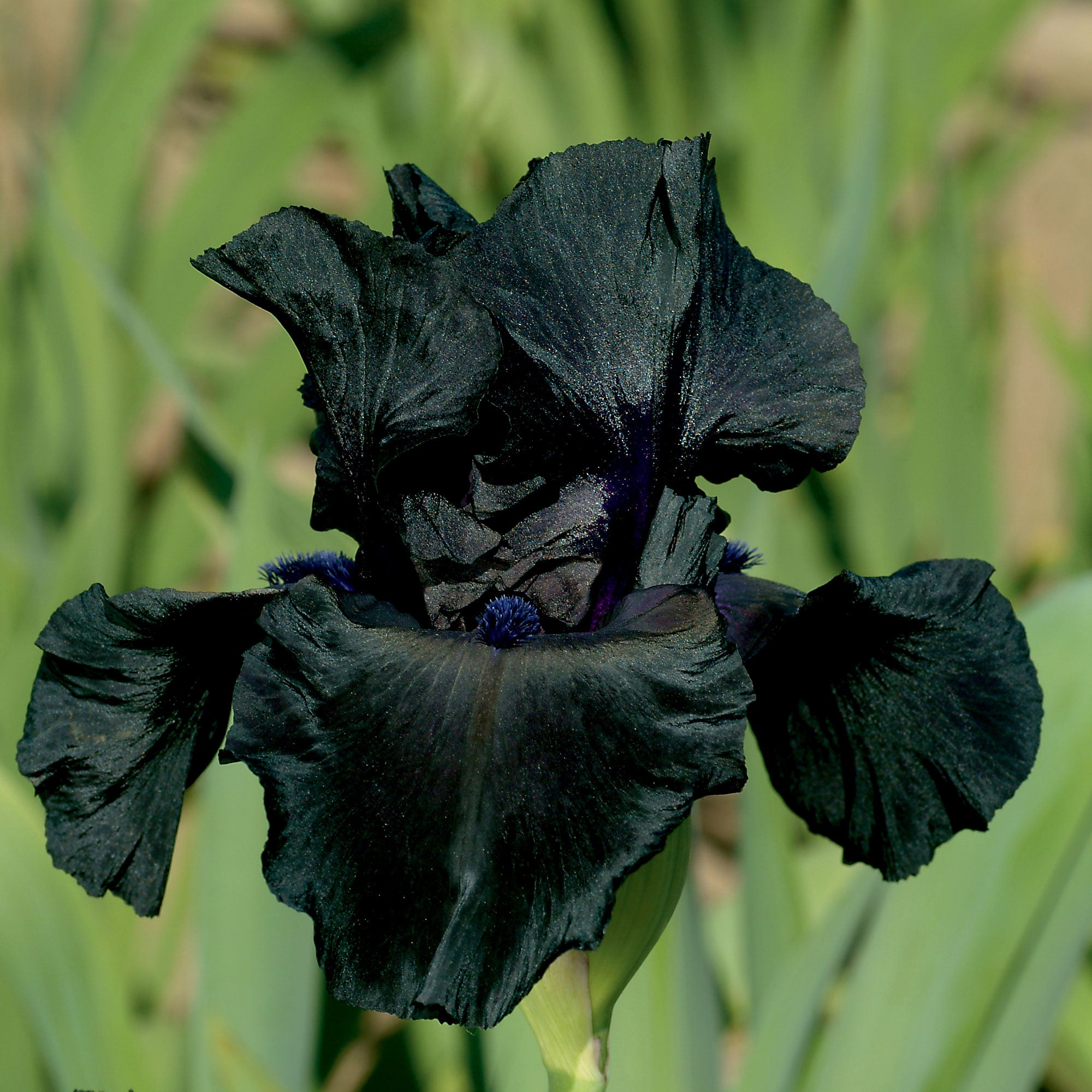 Best fragrant iris plant in deep black hue, showcasing elegant petals for vibrant garden decor