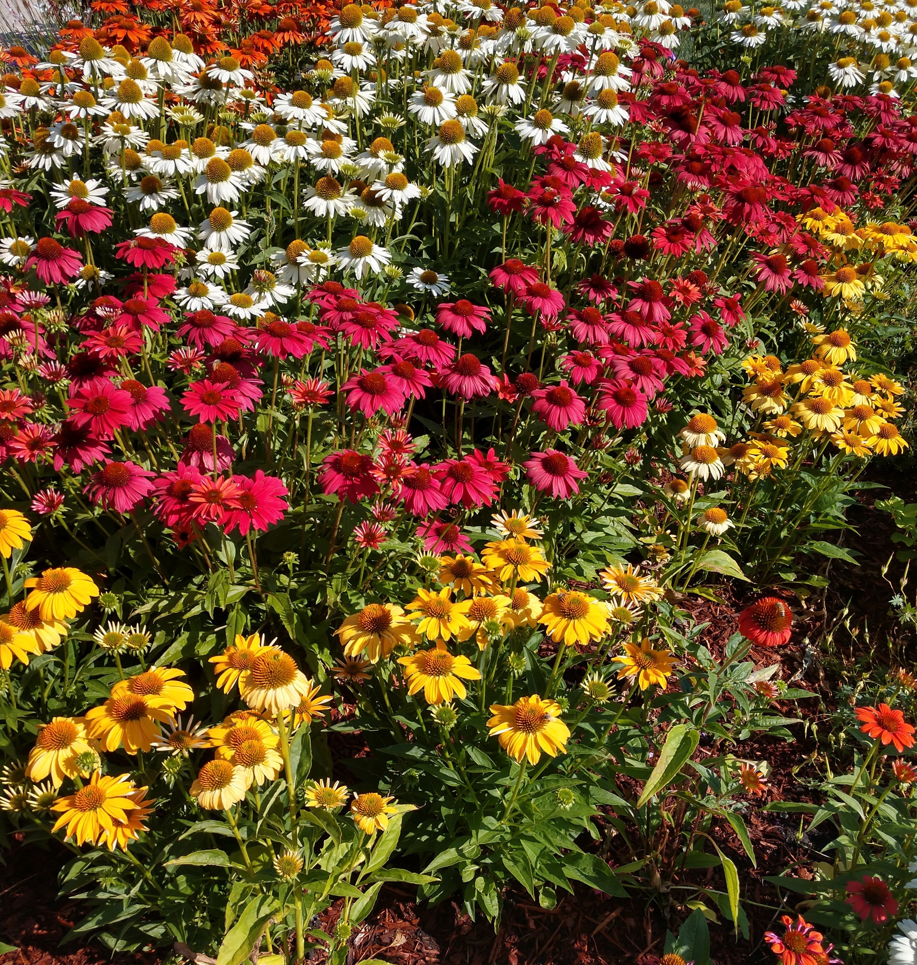 Echinacea - Coneflowers