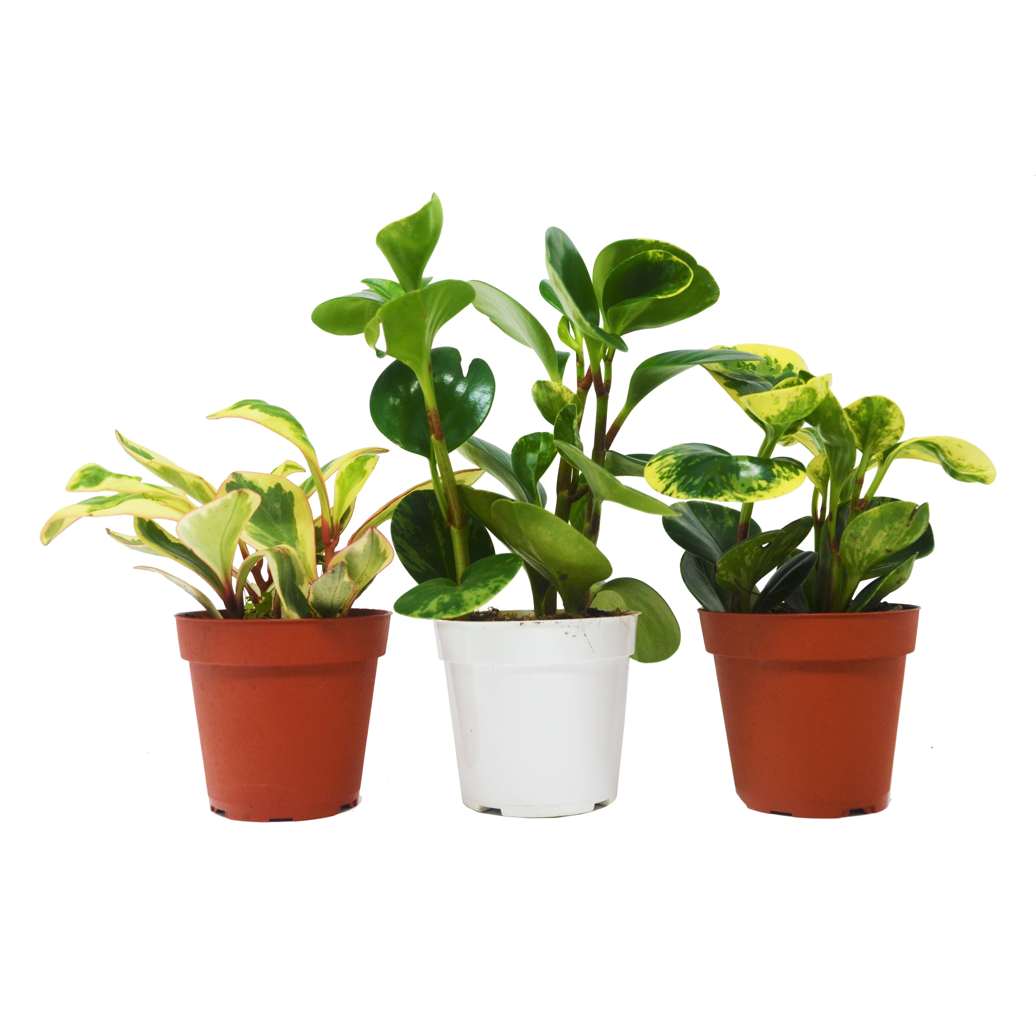 rubber pots for plants 3 Different Peperomia Plants in 4" Pots