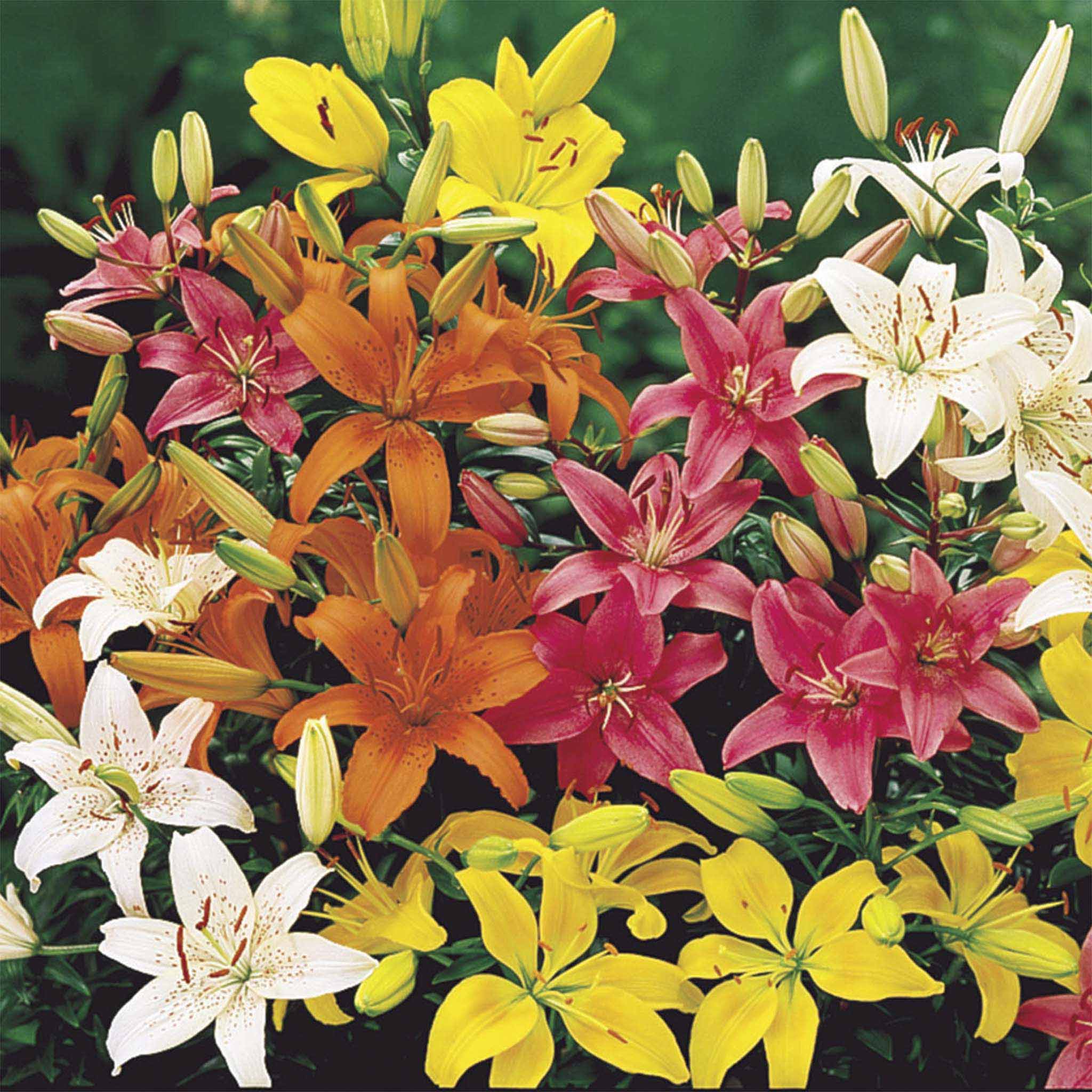 Asiatic Lily Bulb Mix