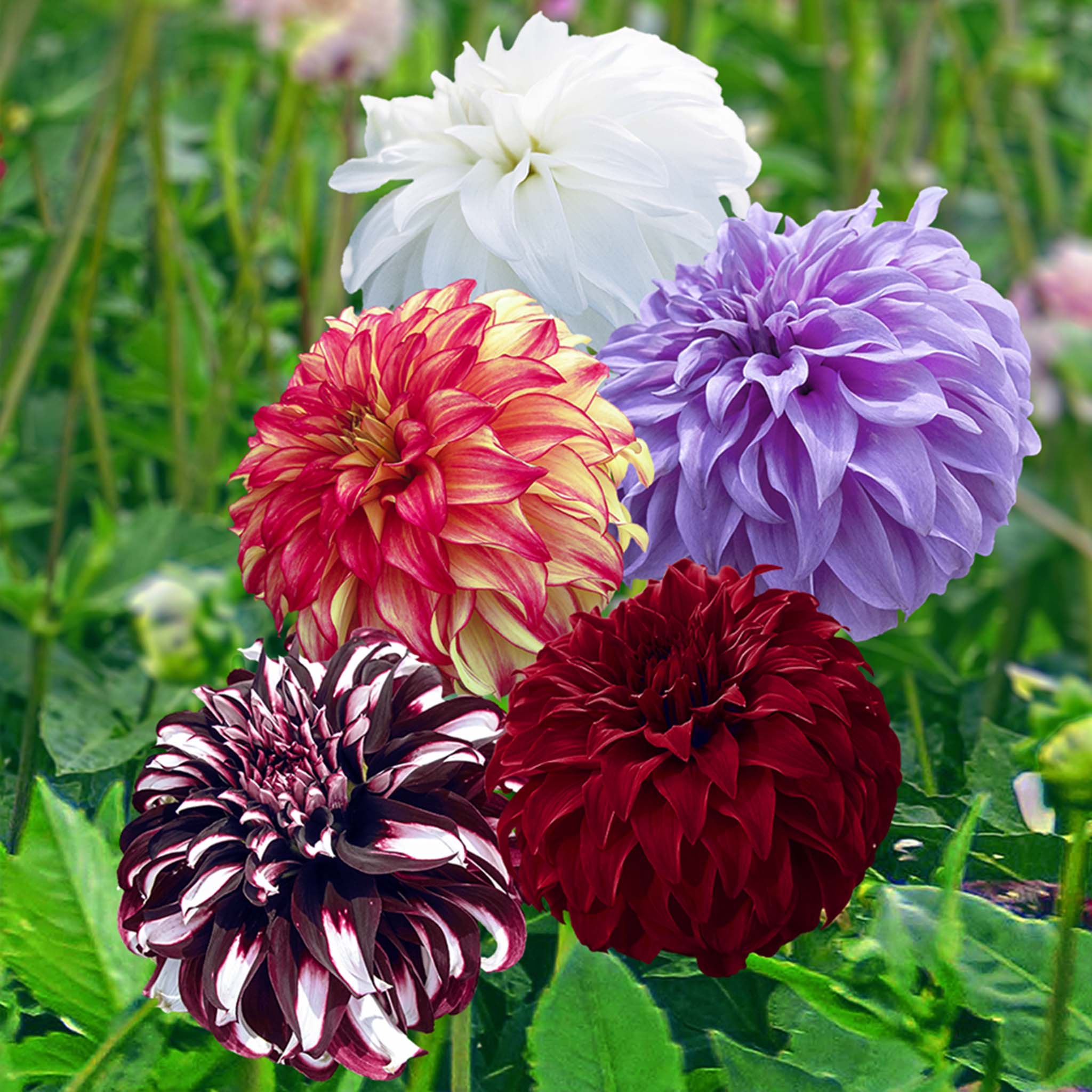 Giant Ball Dahlia Mix