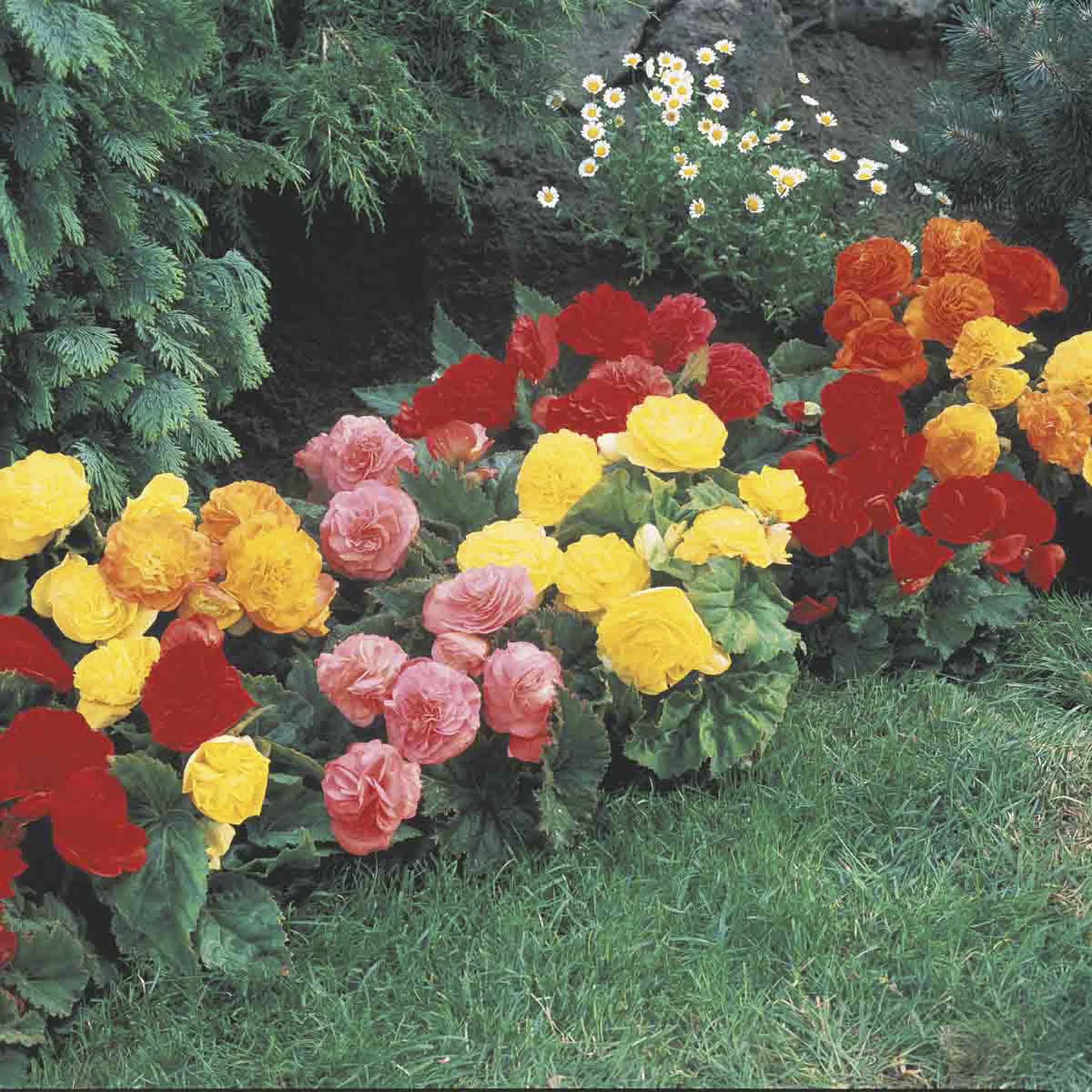 Non-Stop Begonia Bulbs Mix
