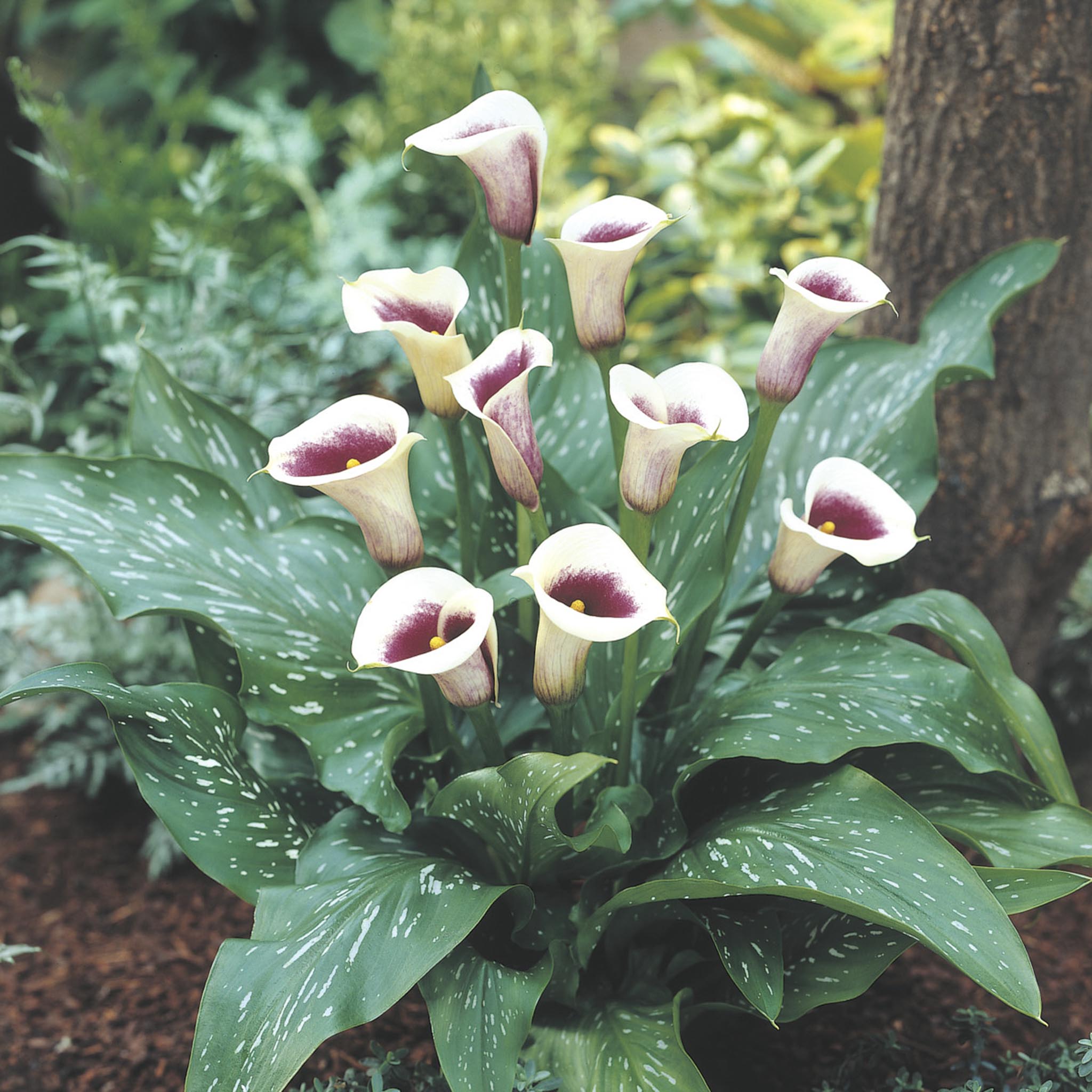 Vermeer Calla Lily Bulbs