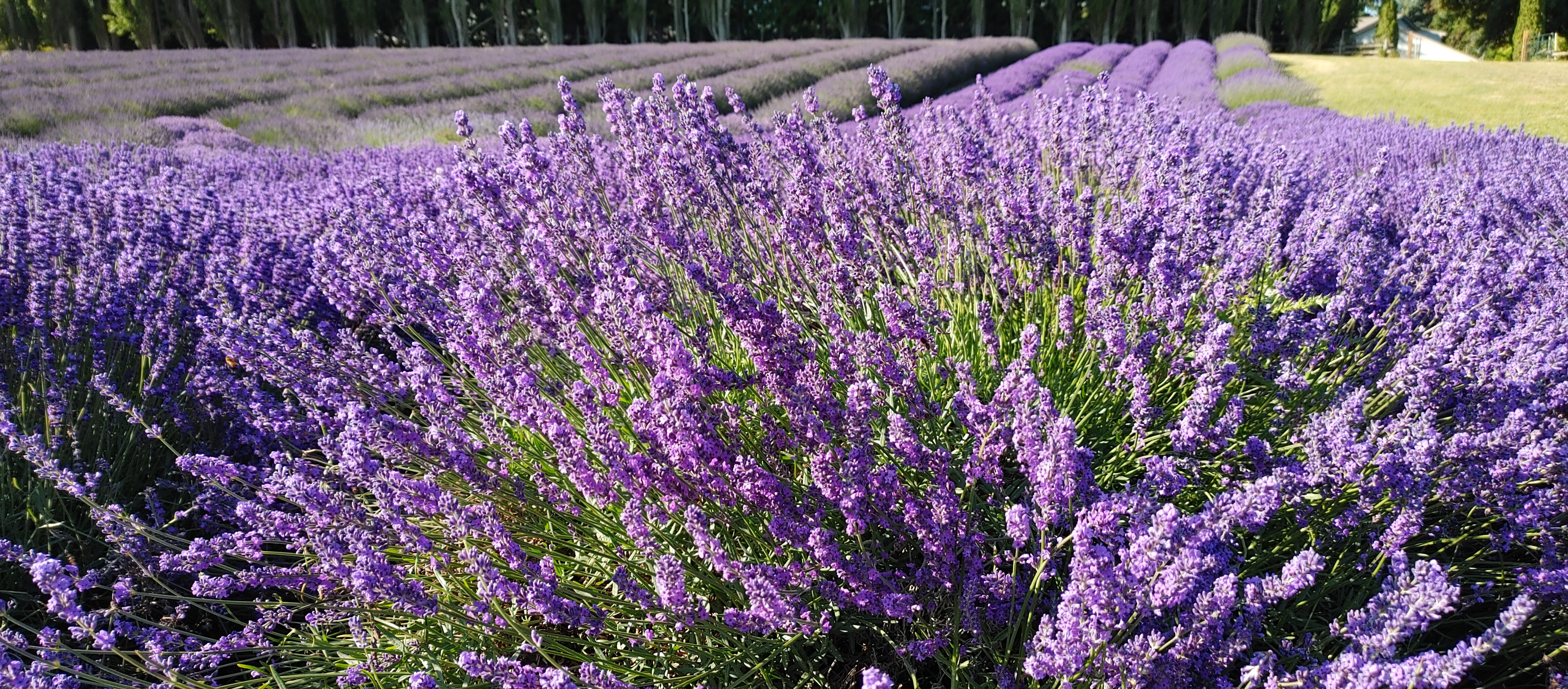 Live Royal Velvet Lavender Plant (Lavandula angustifolia)
