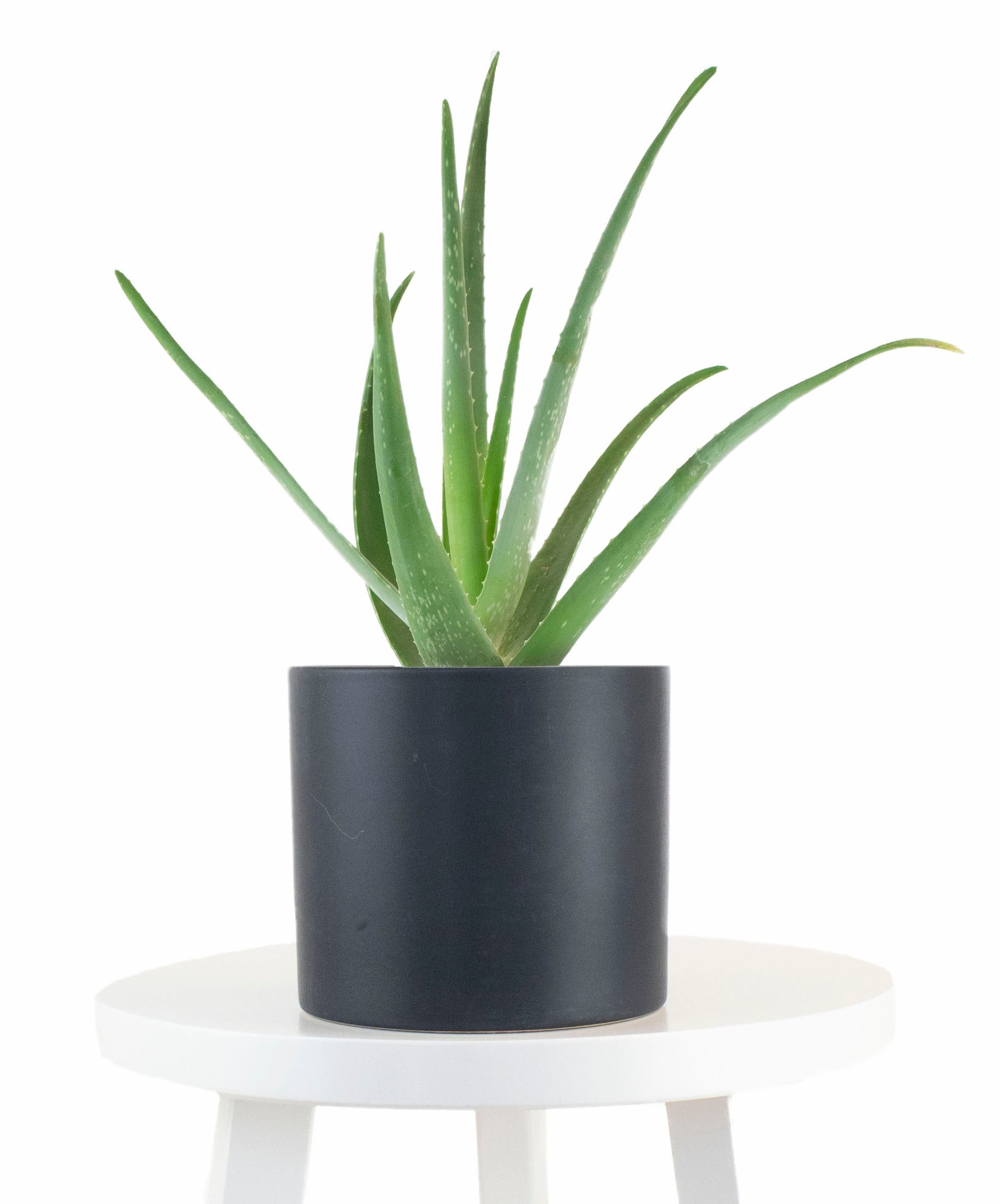 aloe vera plant house Aloe Vera House Plant in Black Ceramic Cylinder Planter