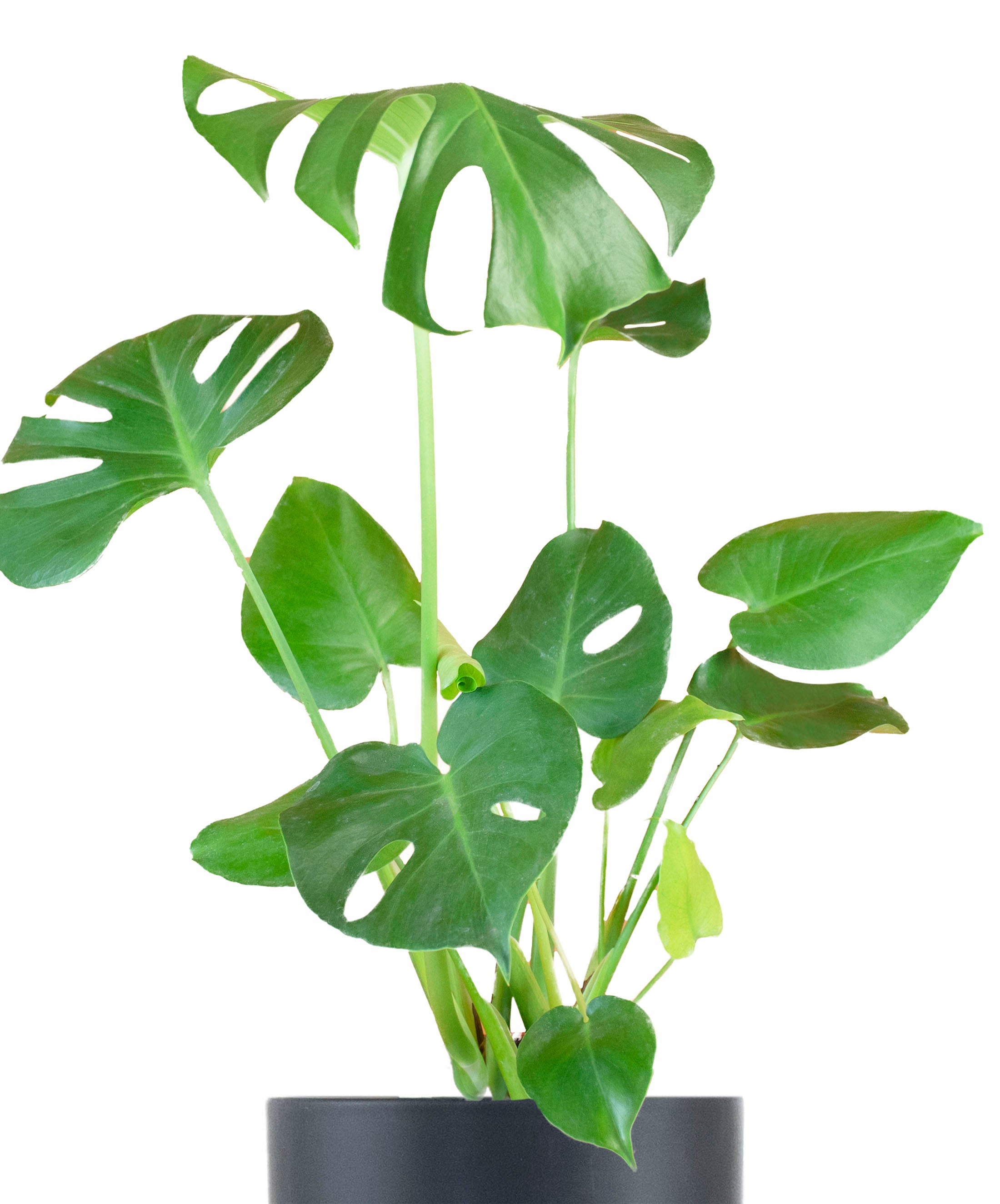 Monstera Deliciosa in Black Ceramic Cylinder Planter