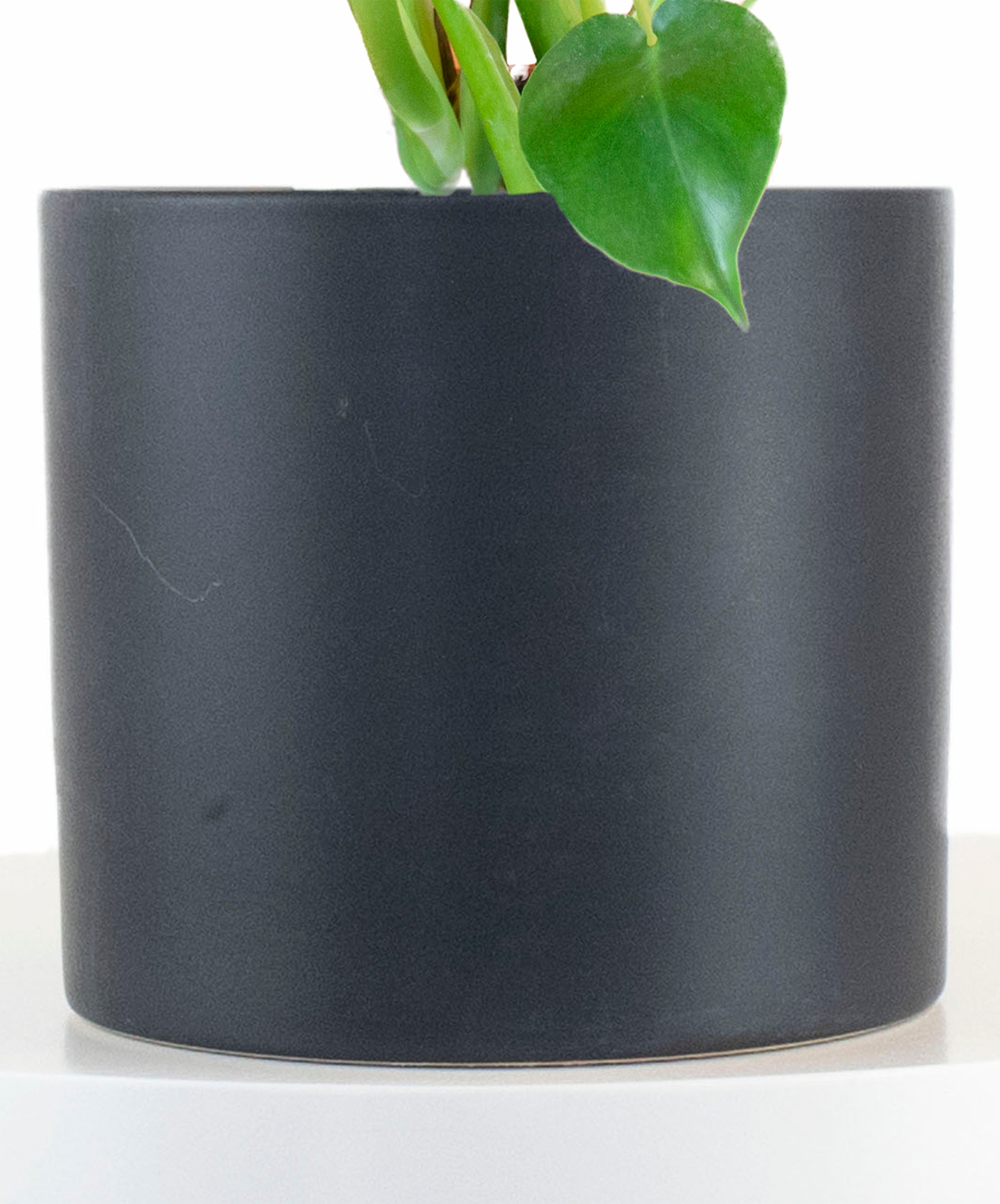 Monstera Deliciosa in Black Ceramic Cylinder Planter