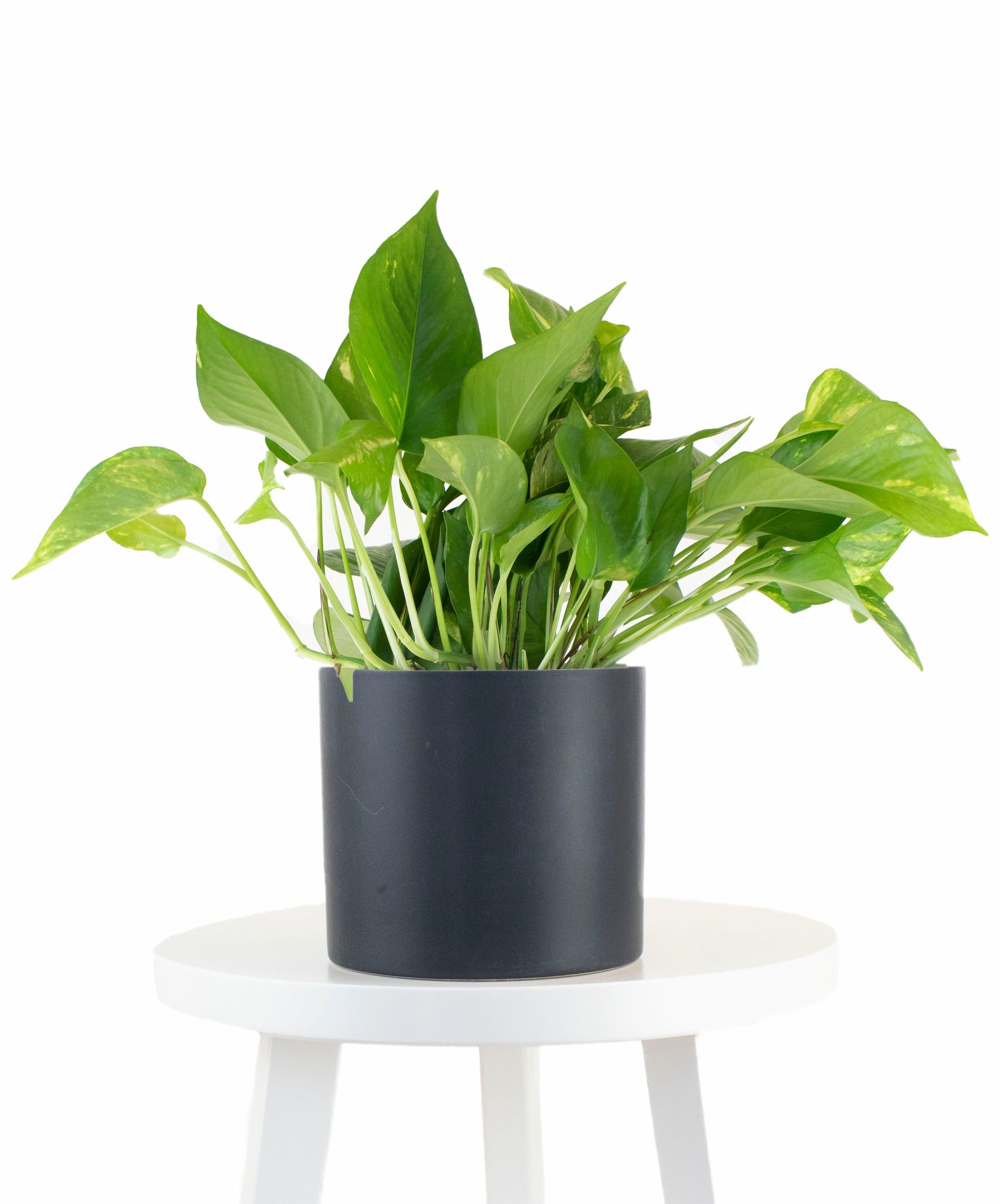 pothos black Epipremnum aureum 'Pothos' in Black Ceramic Cylinder Planter