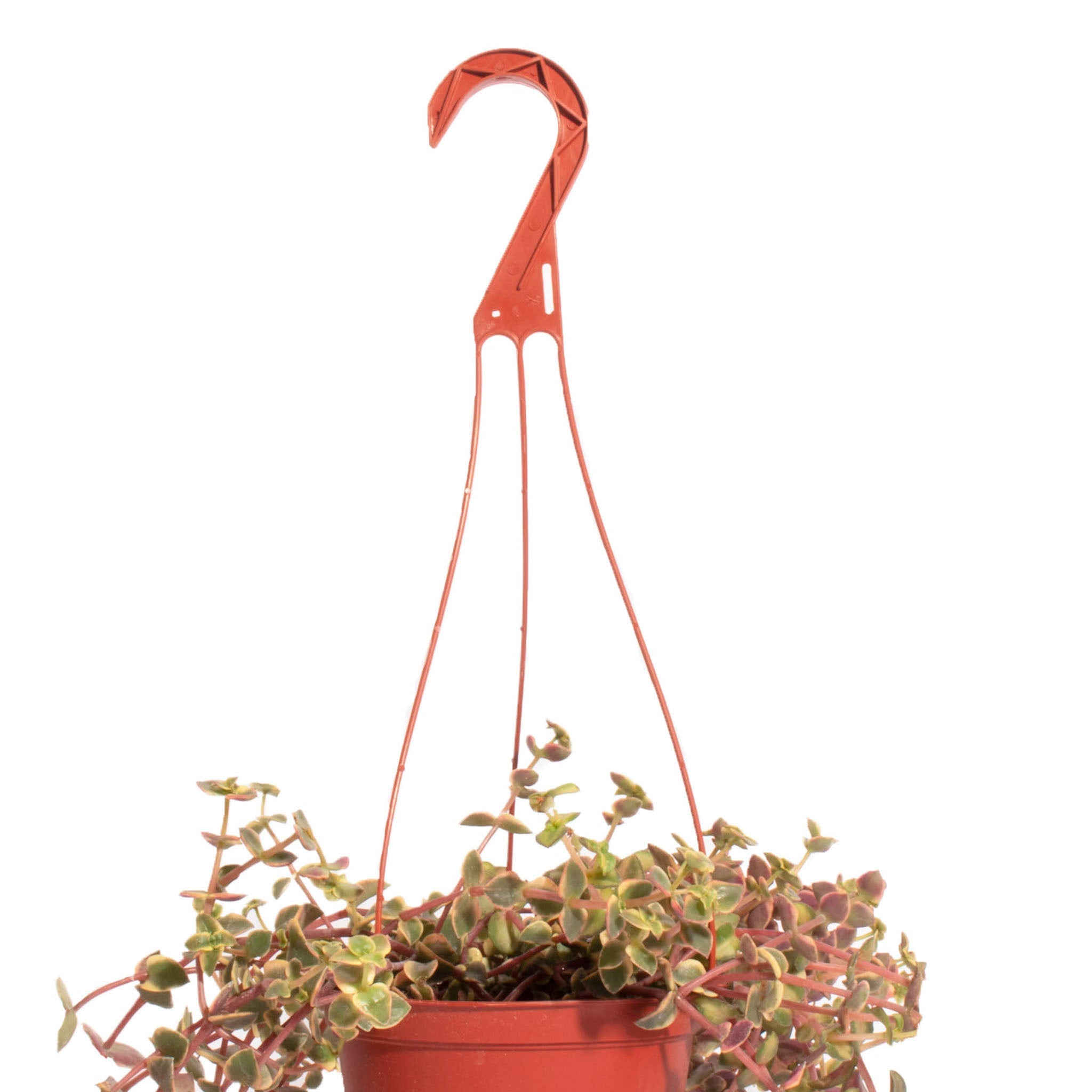 Crassula Pellucida Variegata 'Calico Kitten'