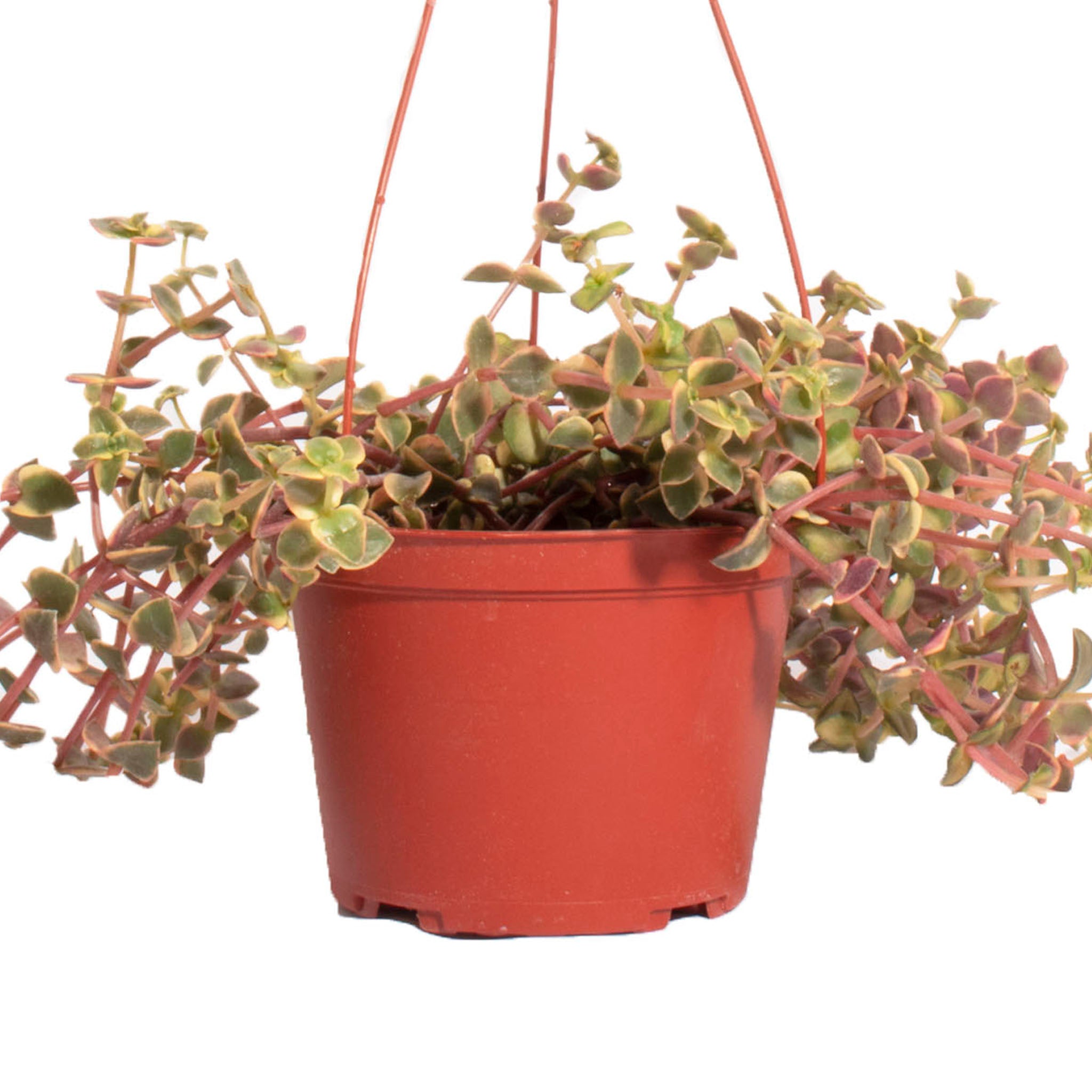 Crassula Pellucida Variegata 'Calico Kitten'