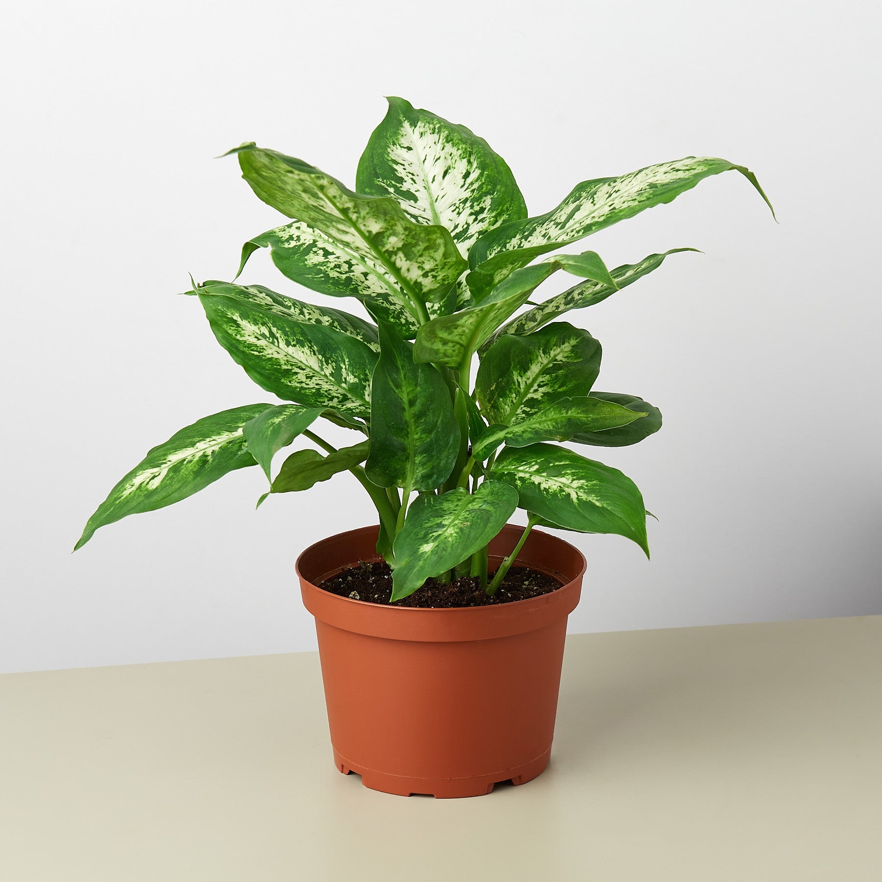 floriana dieffenbachia dumbcane Dieffenbachia 'Tropic Snow'