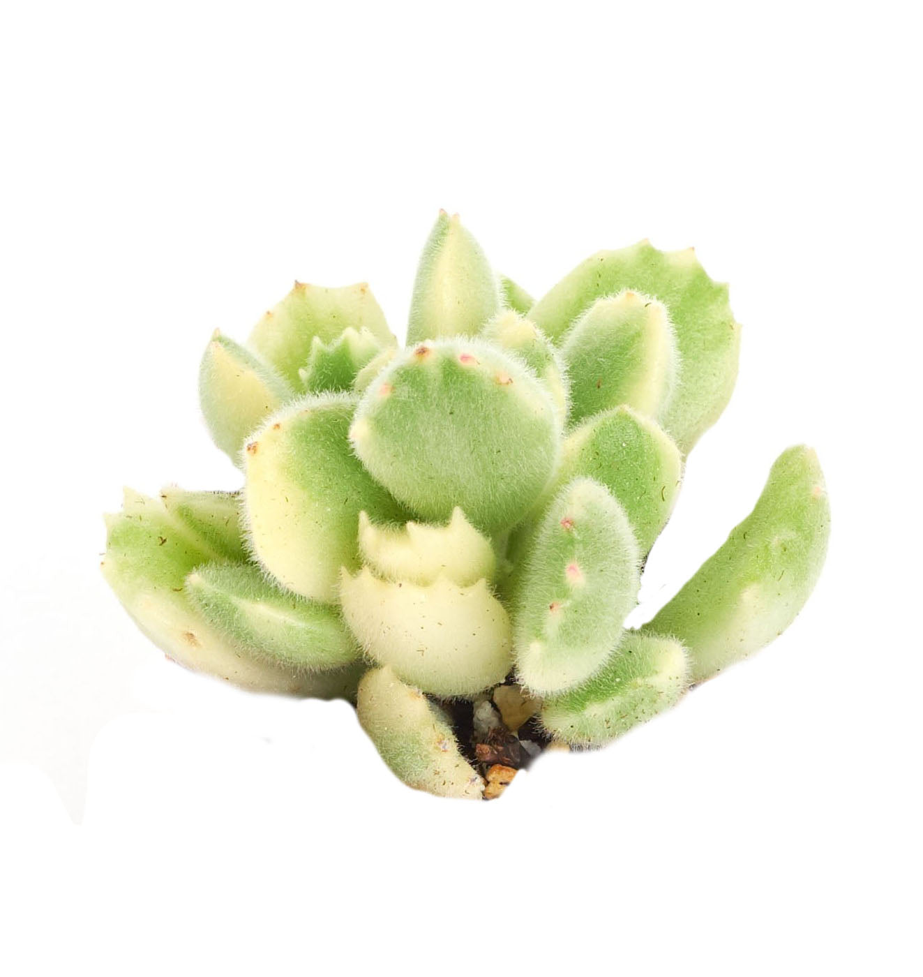 Cotyledon tomentosa variegata 'Variegated Bear Paw'