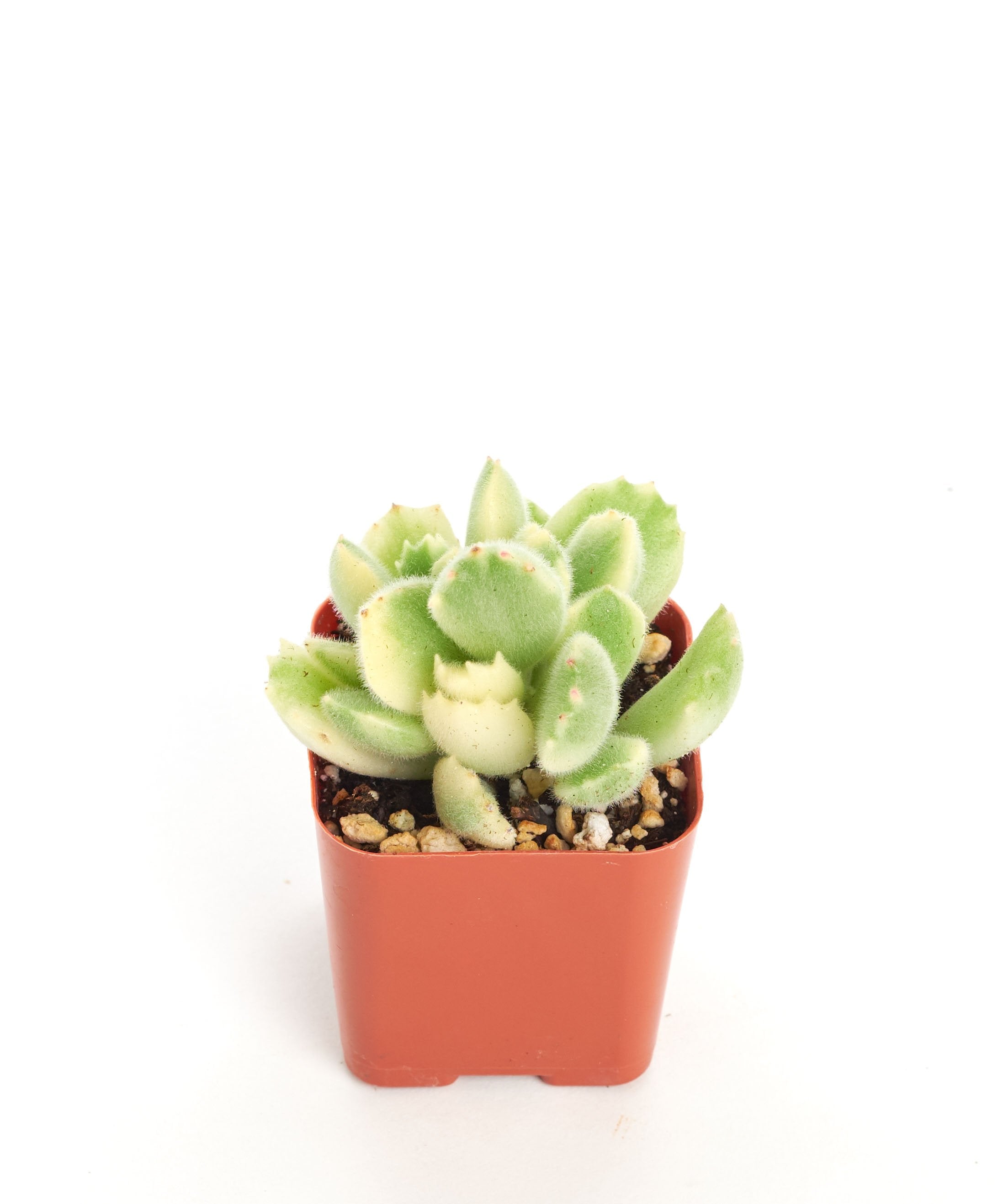 Cotyledon tomentosa variegata 'Variegated Bear Paw'