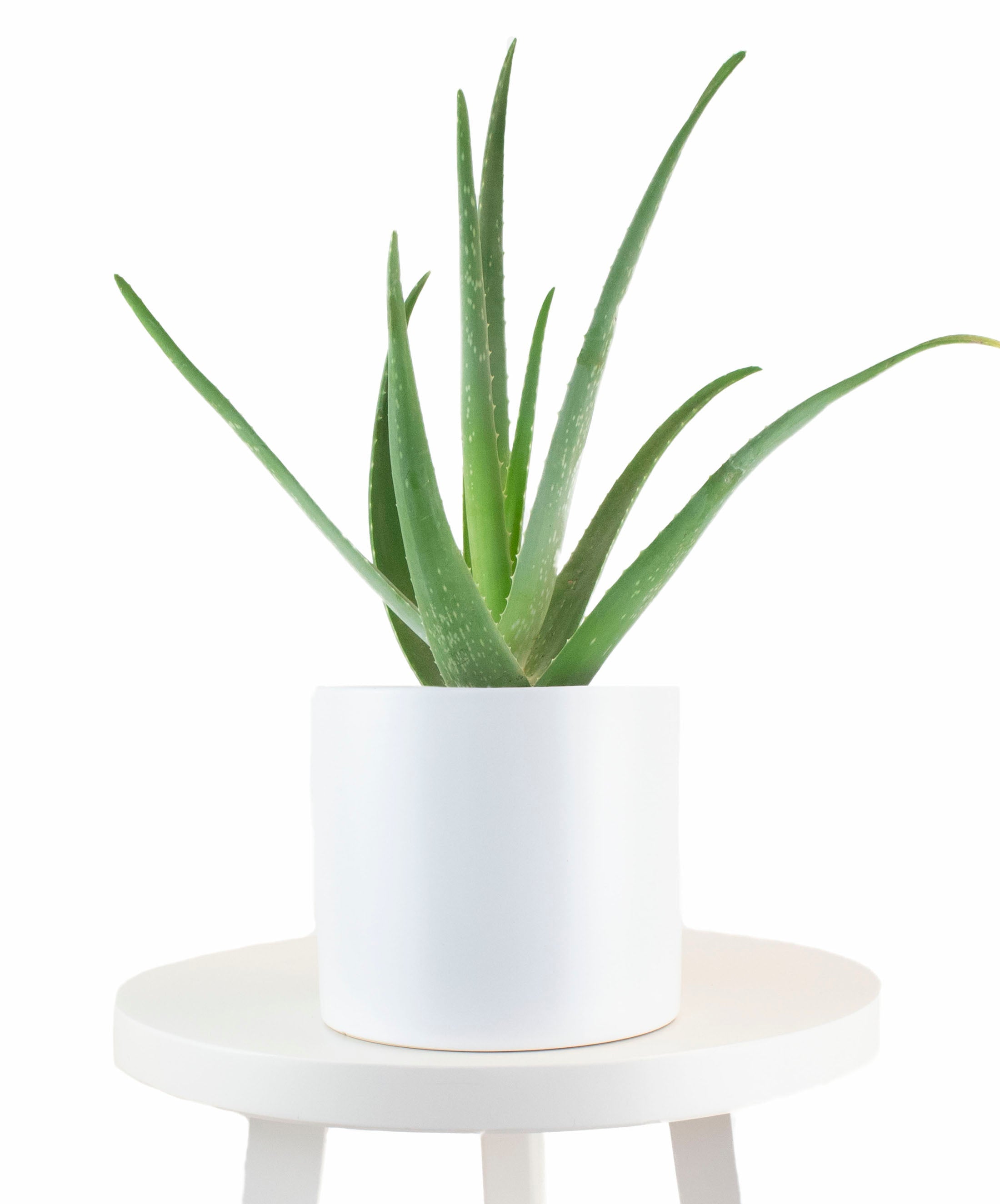 ceramic pot for aloe plant Aloe Vera House Plant in White Ceramic Cylinder Planter