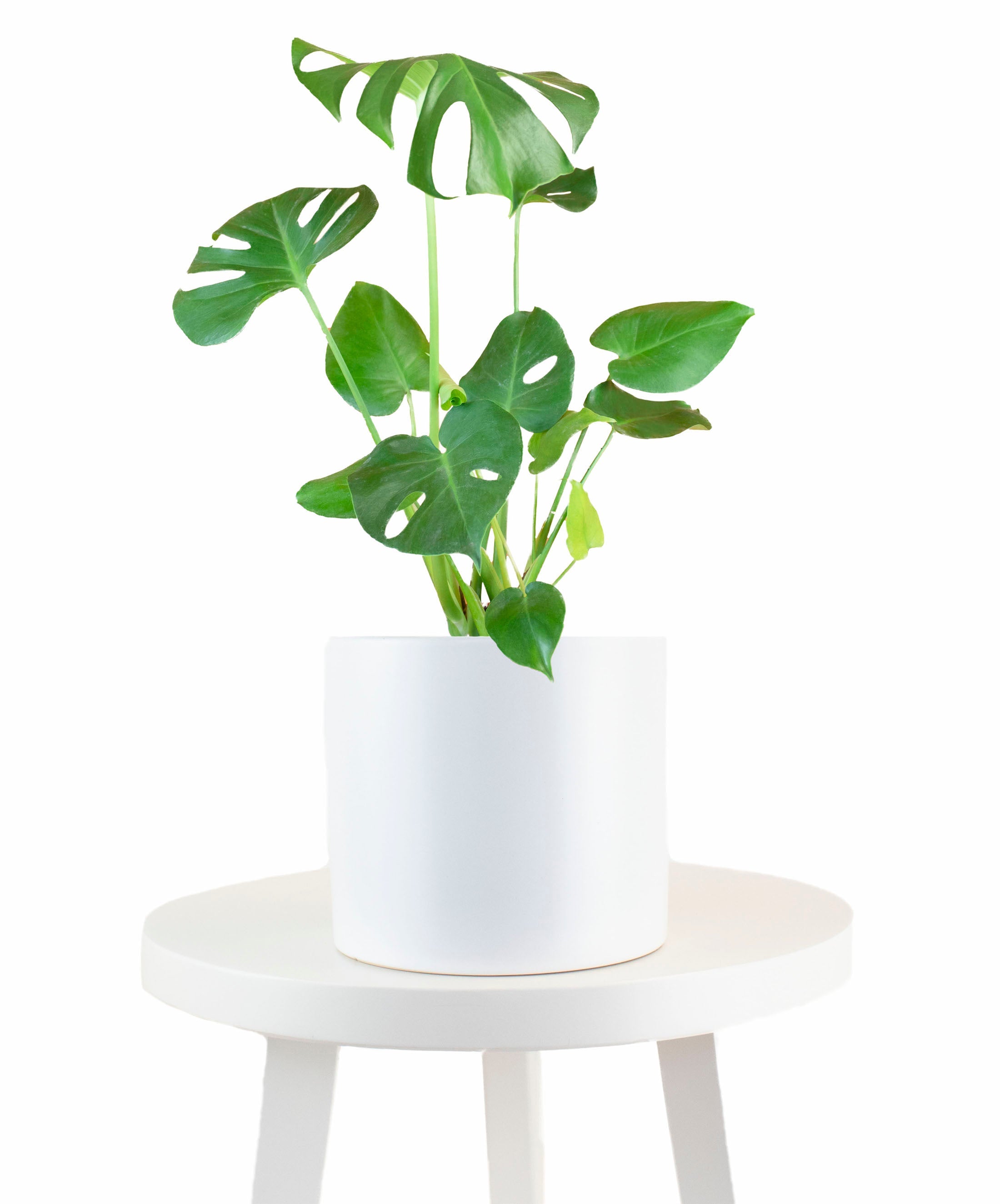 planter monstera Monstera Deliciosa in White Ceramic Cylinder Planter