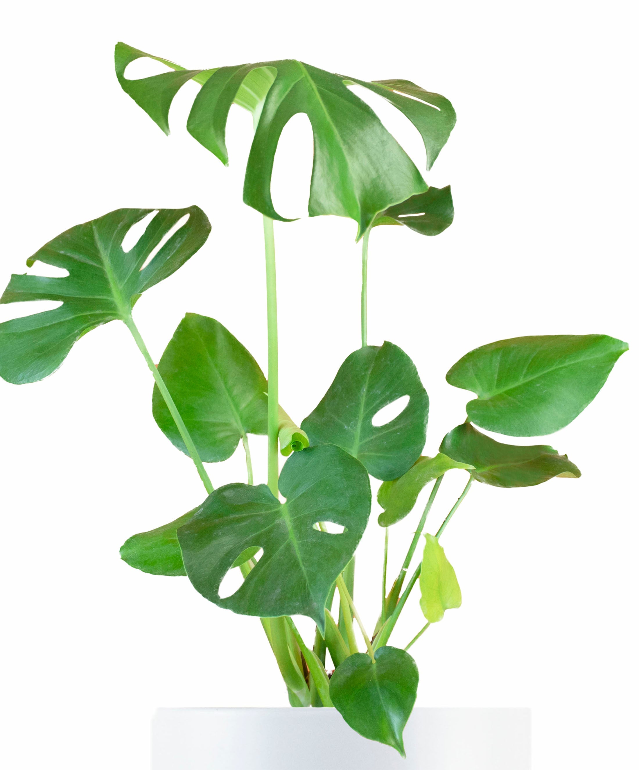 Monstera Deliciosa in White Ceramic Cylinder Planter