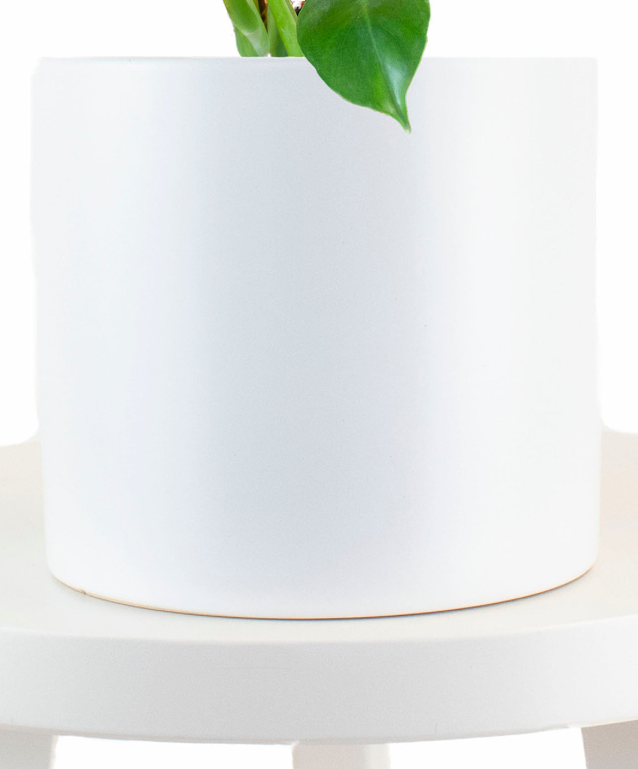 Monstera Deliciosa in White Ceramic Cylinder Planter