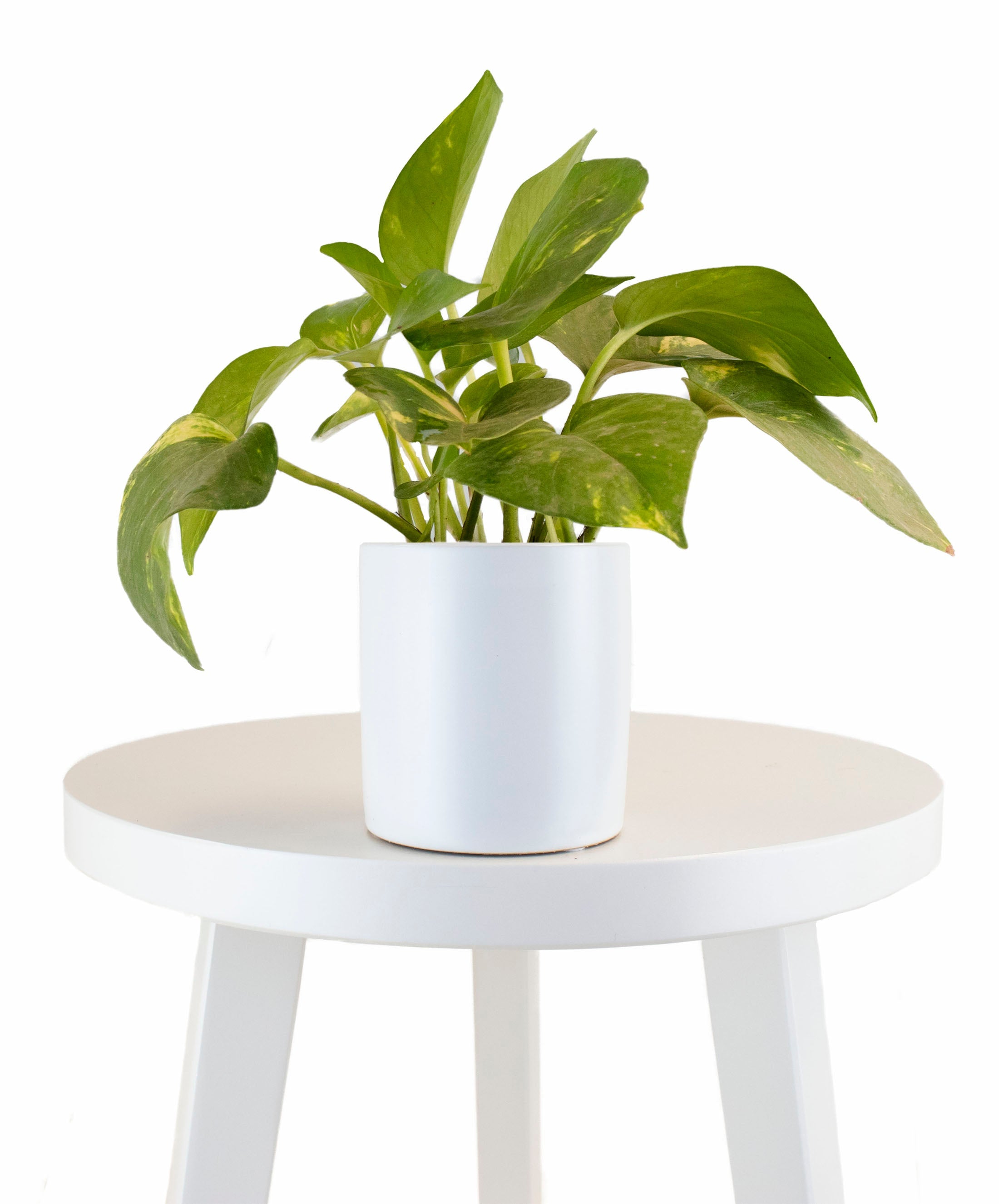 Epipremnum aureum 'Pothos' in White Ceramic Cylinder Planter