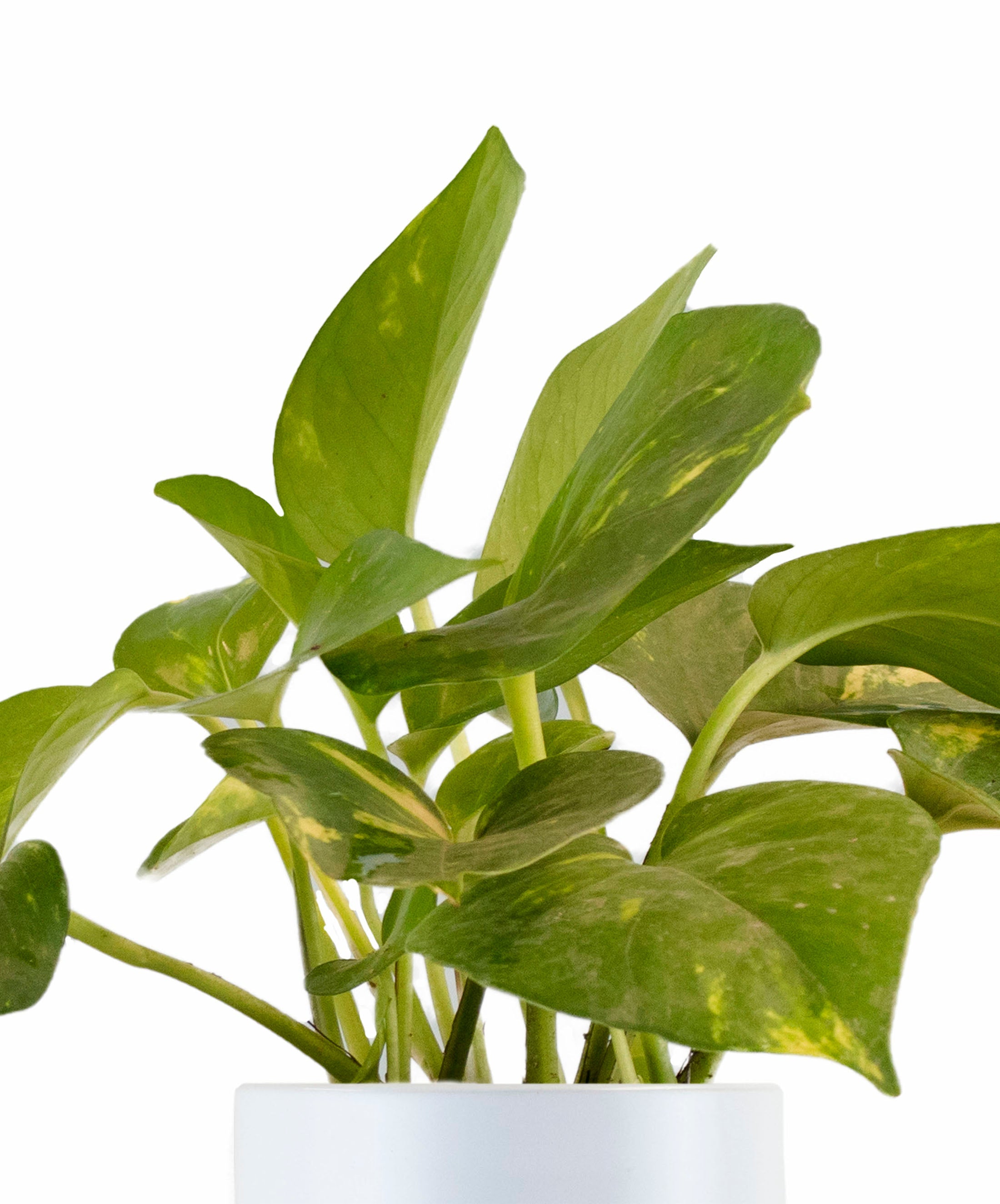 Epipremnum aureum 'Pothos' in White Ceramic Cylinder Planter