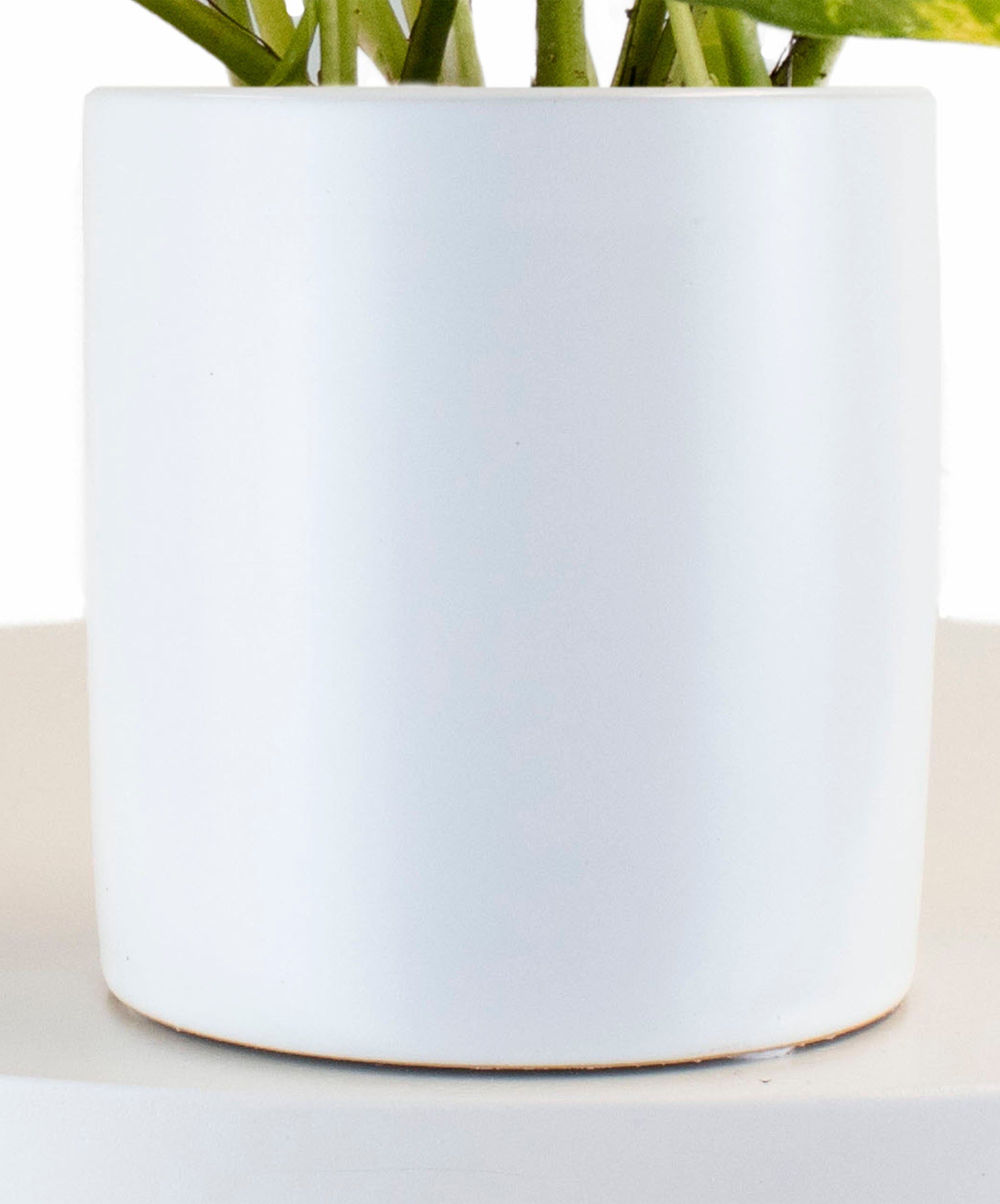 Epipremnum aureum 'Pothos' in White Ceramic Cylinder Planter