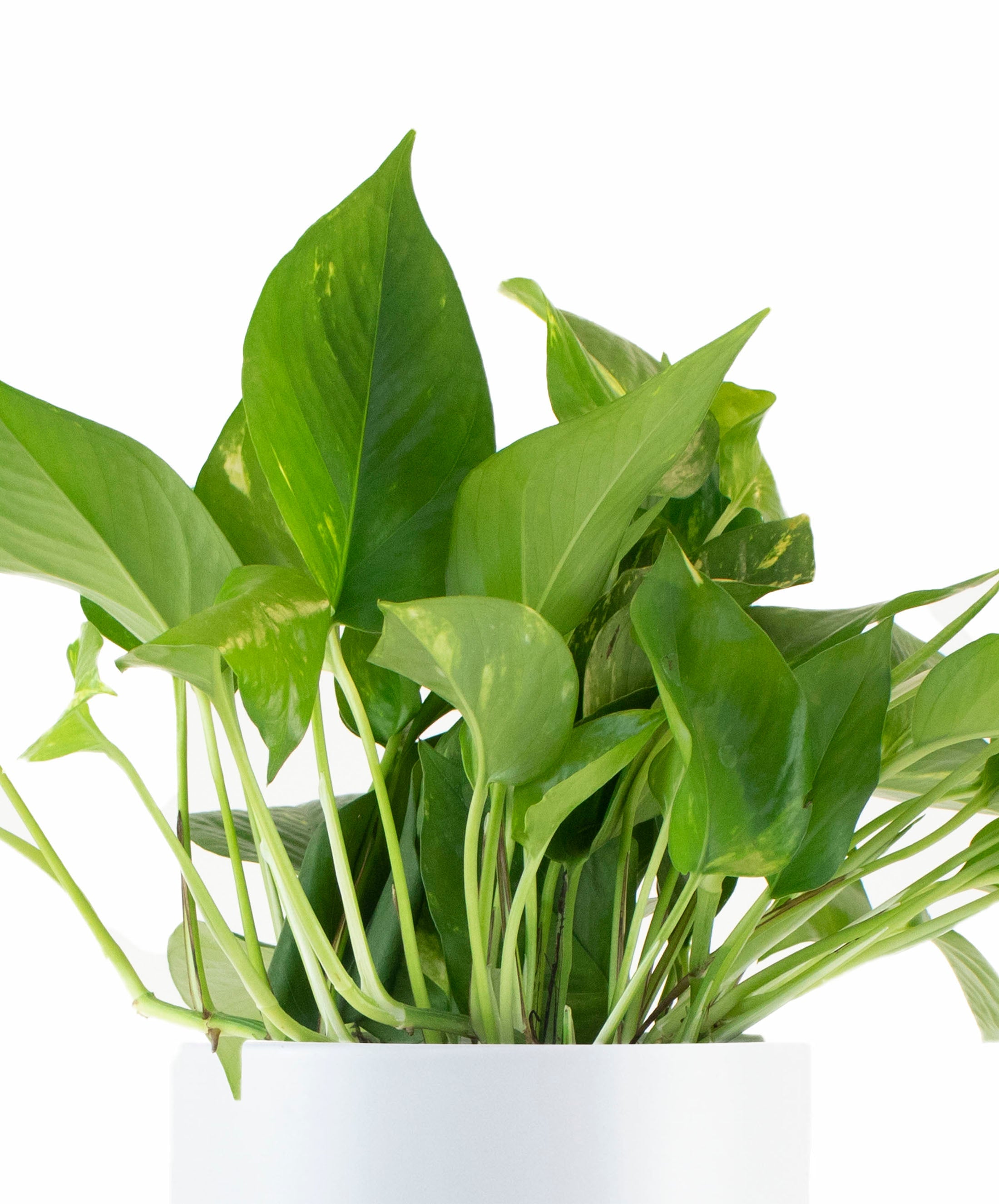 Epipremnum aureum 'Pothos' in White Ceramic Cylinder Planter