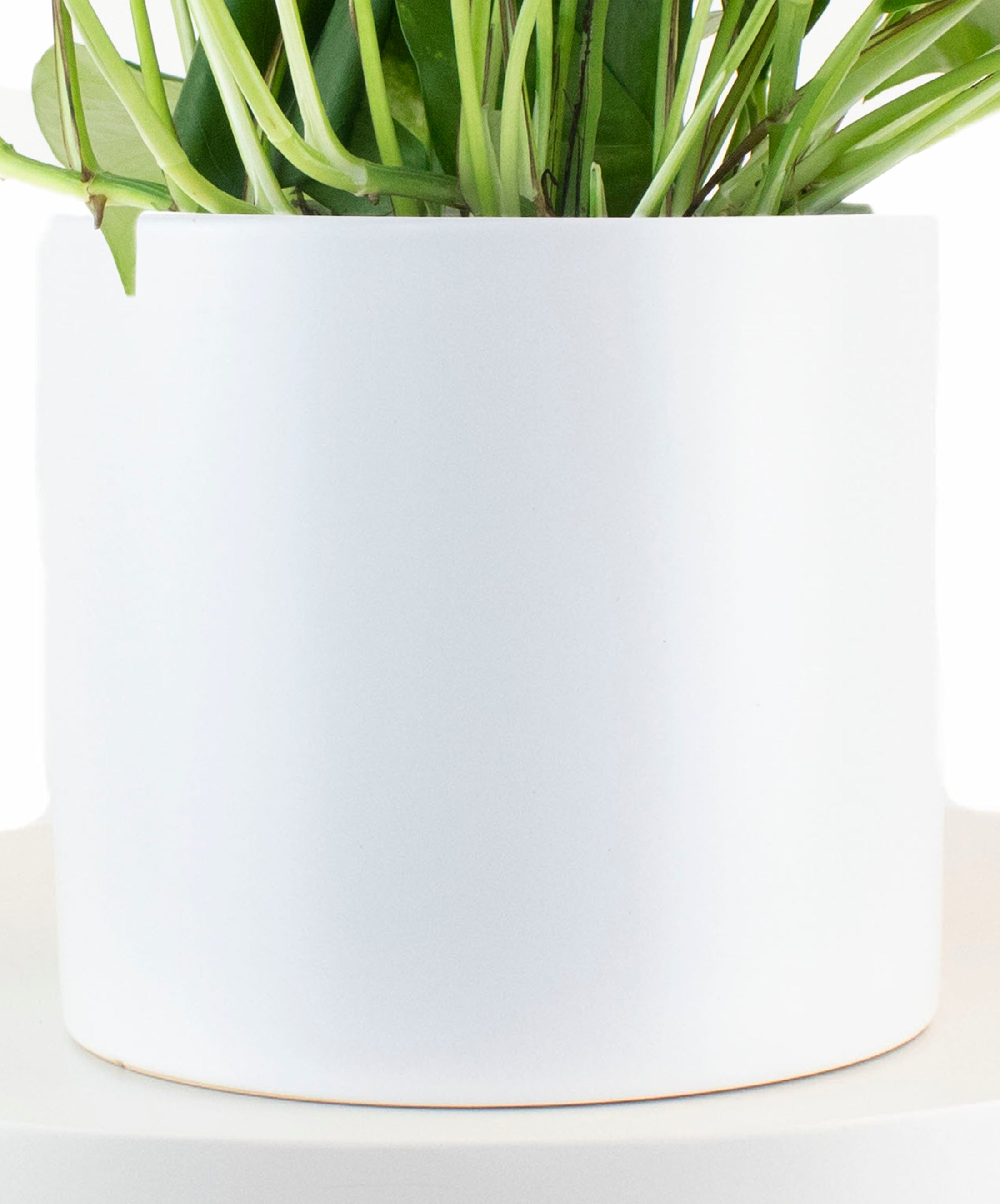 Epipremnum aureum 'Pothos' in White Ceramic Cylinder Planter