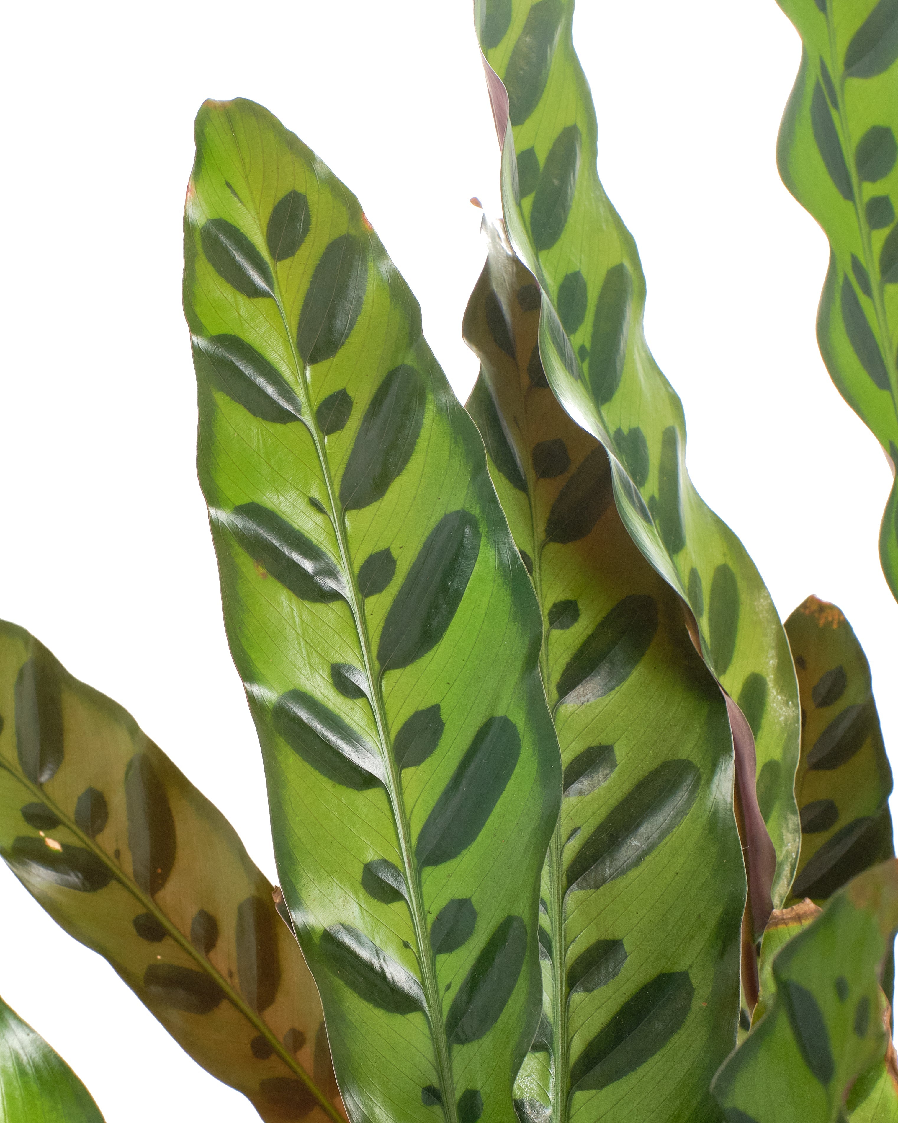 Calathea Lancifolia 'Rattlesnake Plant'