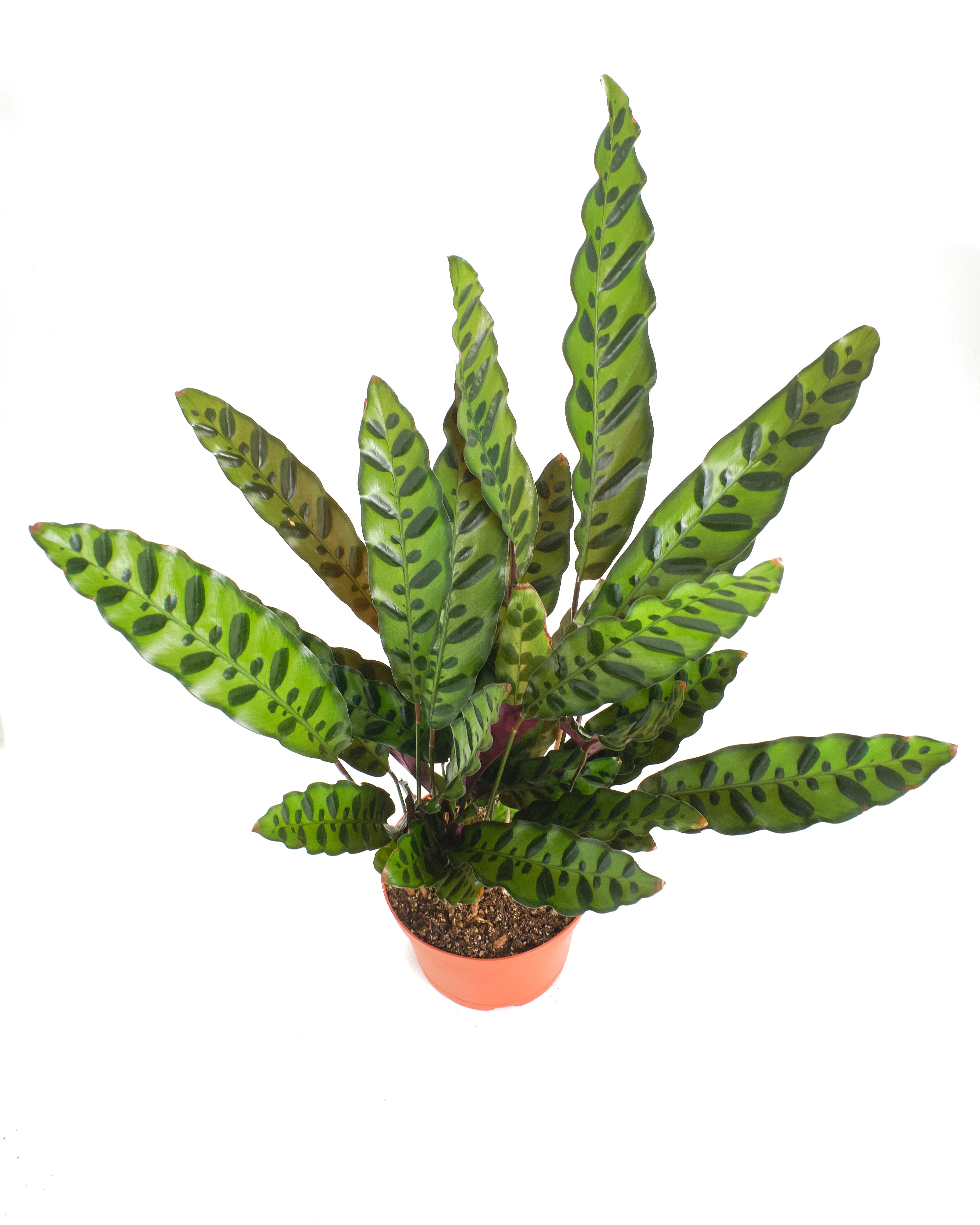Calathea Lancifolia 'Rattlesnake Plant'
