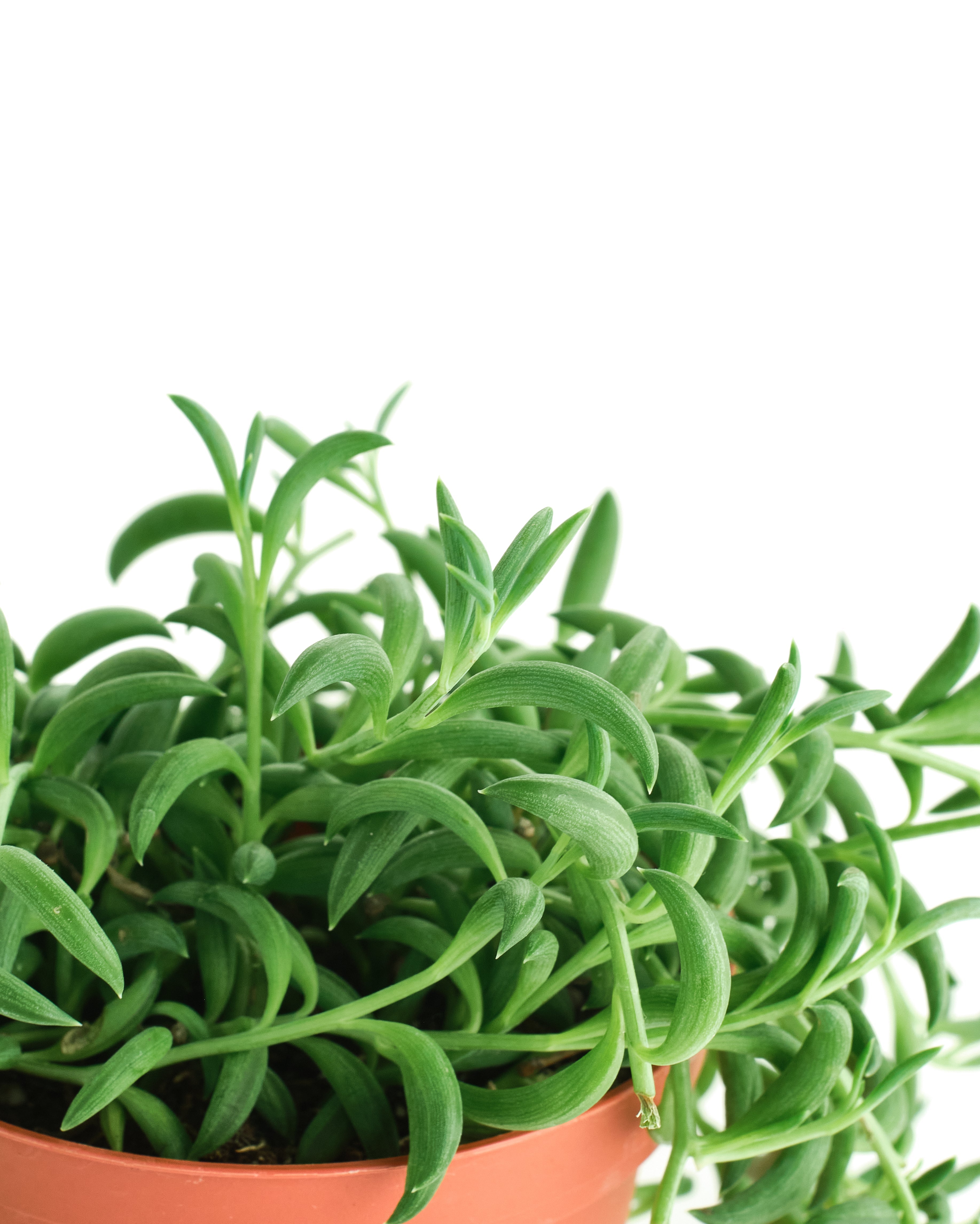 Senecio Radicans 'String of Bananas'