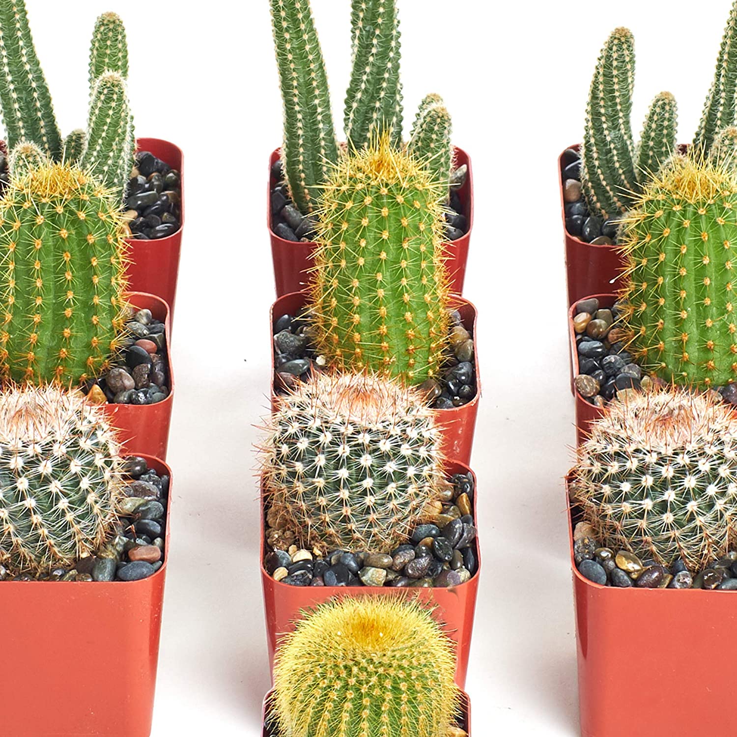 Assorted Mini Cactus Collection