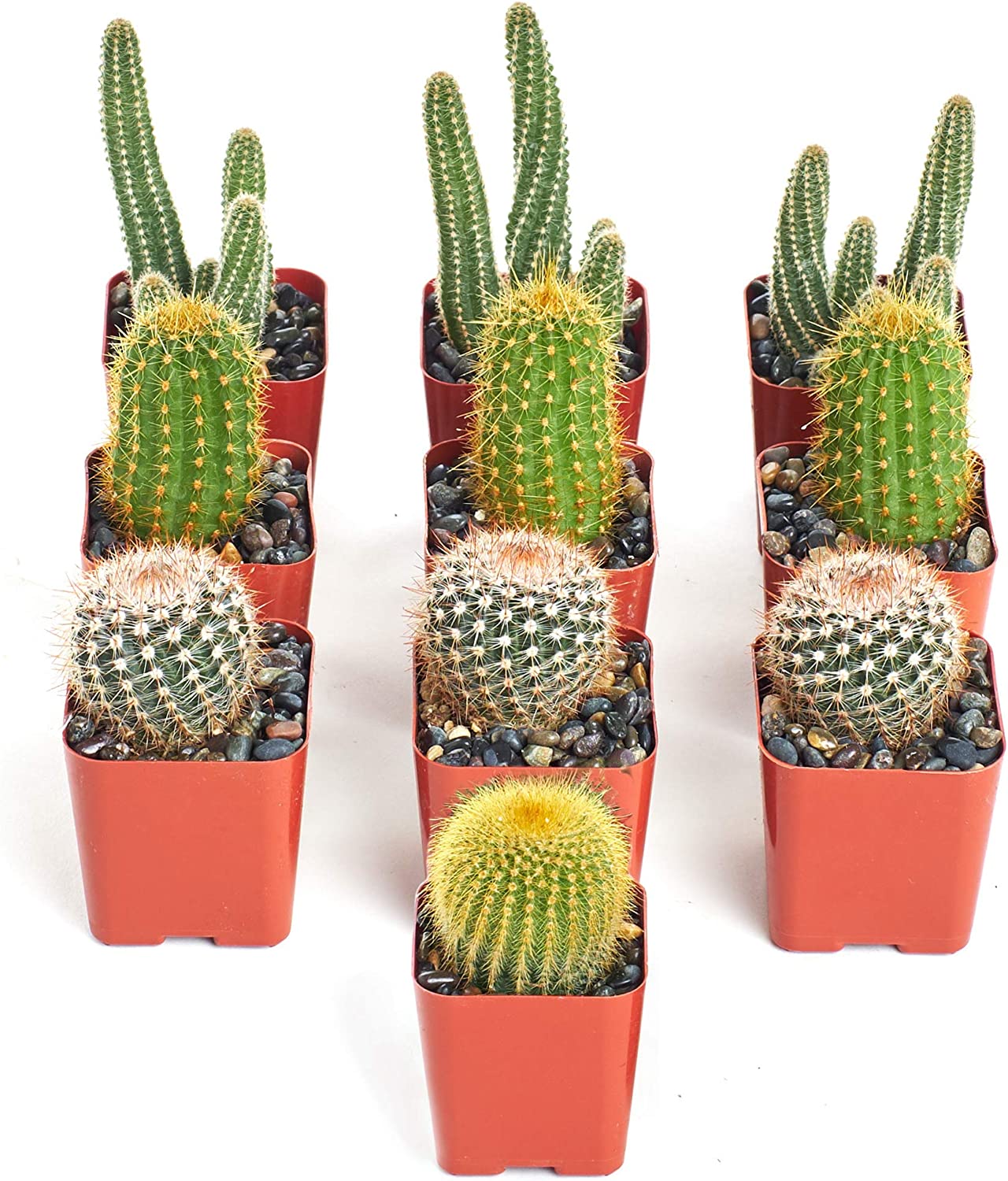 Assorted Mini Cactus Collection