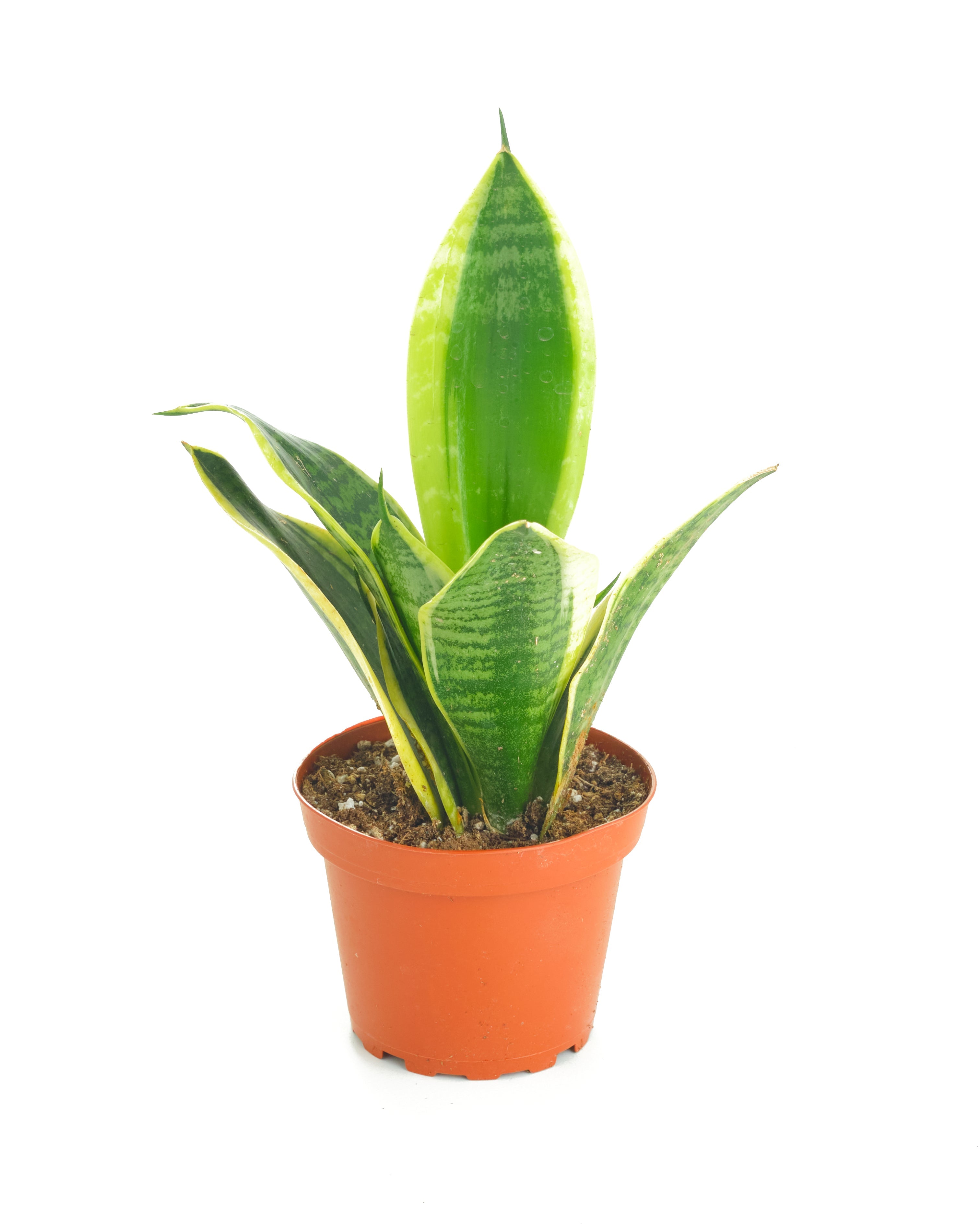 Sansevieria Laurentii 'Snake Plant'