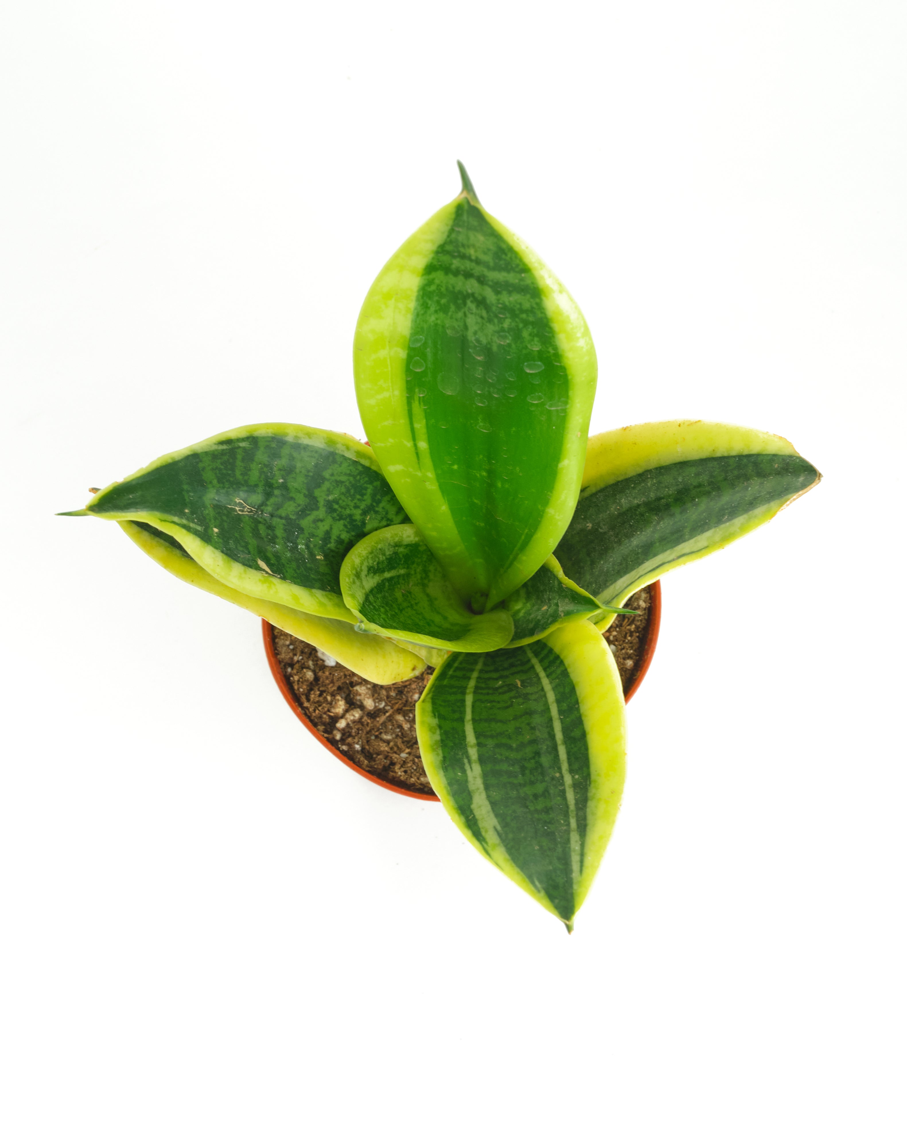 Sansevieria Laurentii 'Snake Plant'