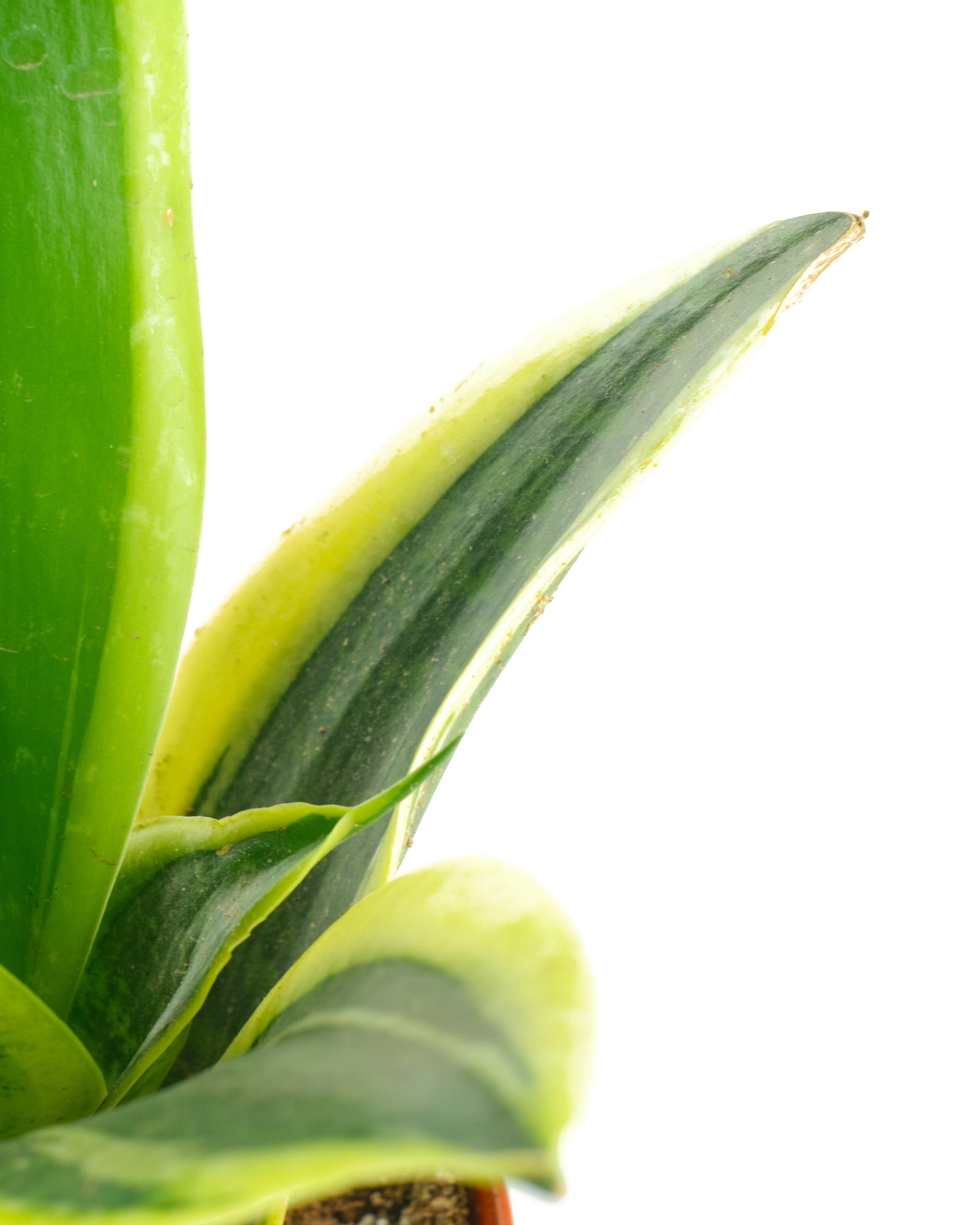 Sansevieria Laurentii 'Snake Plant'
