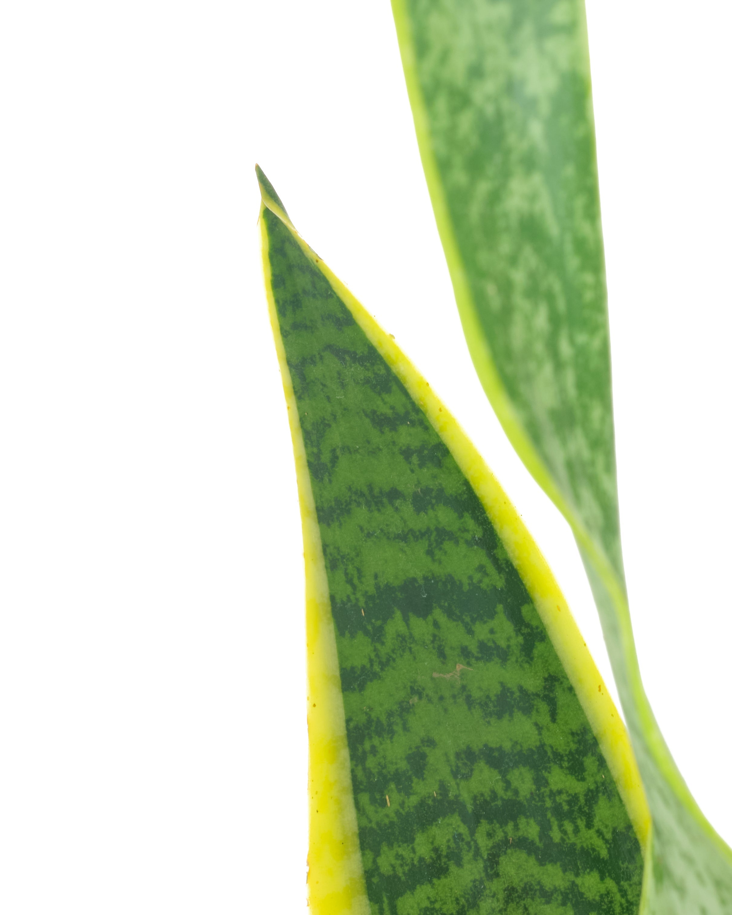 Sansevieria Laurentii 'Snake Plant'