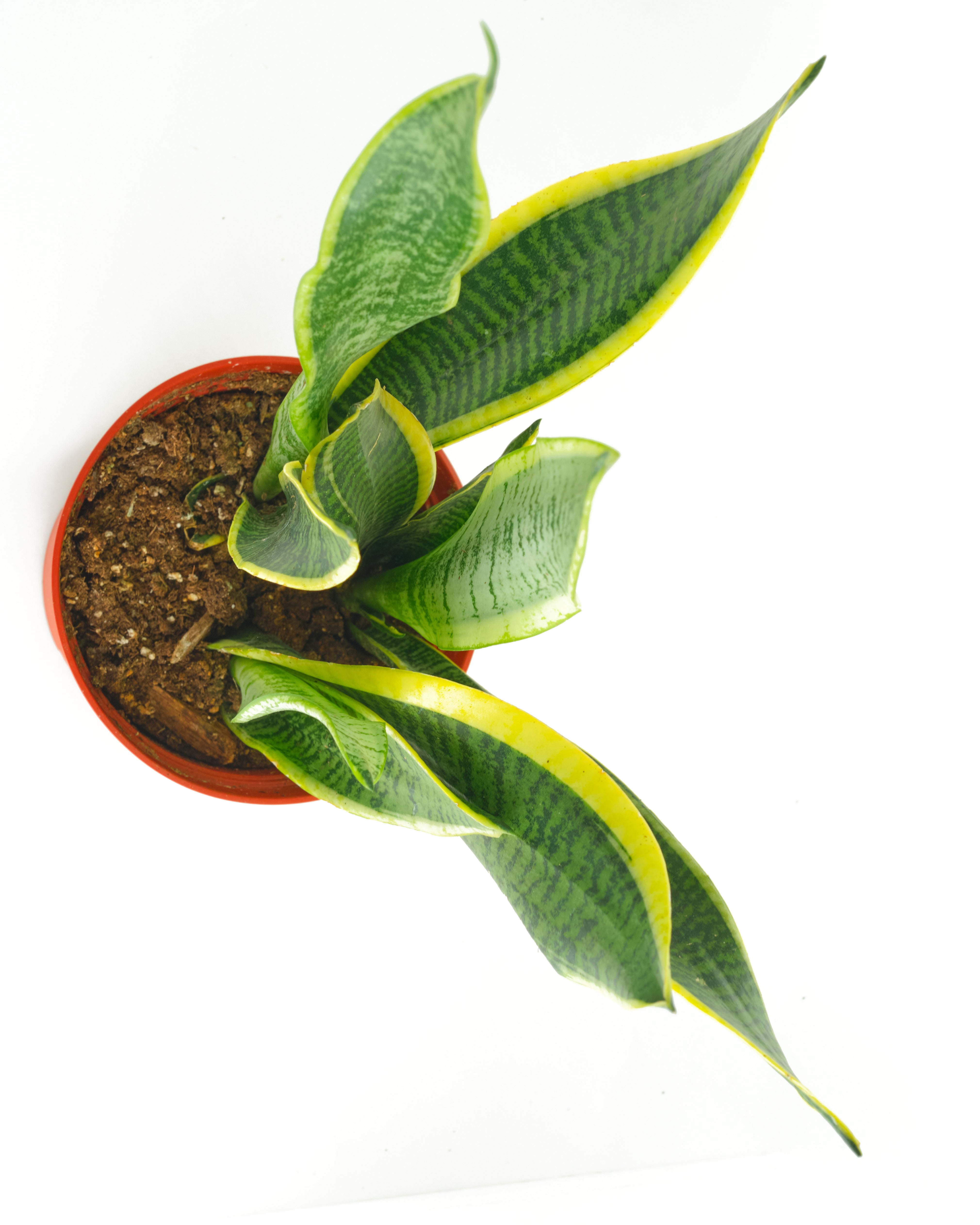 Sansevieria Laurentii 'Snake Plant'