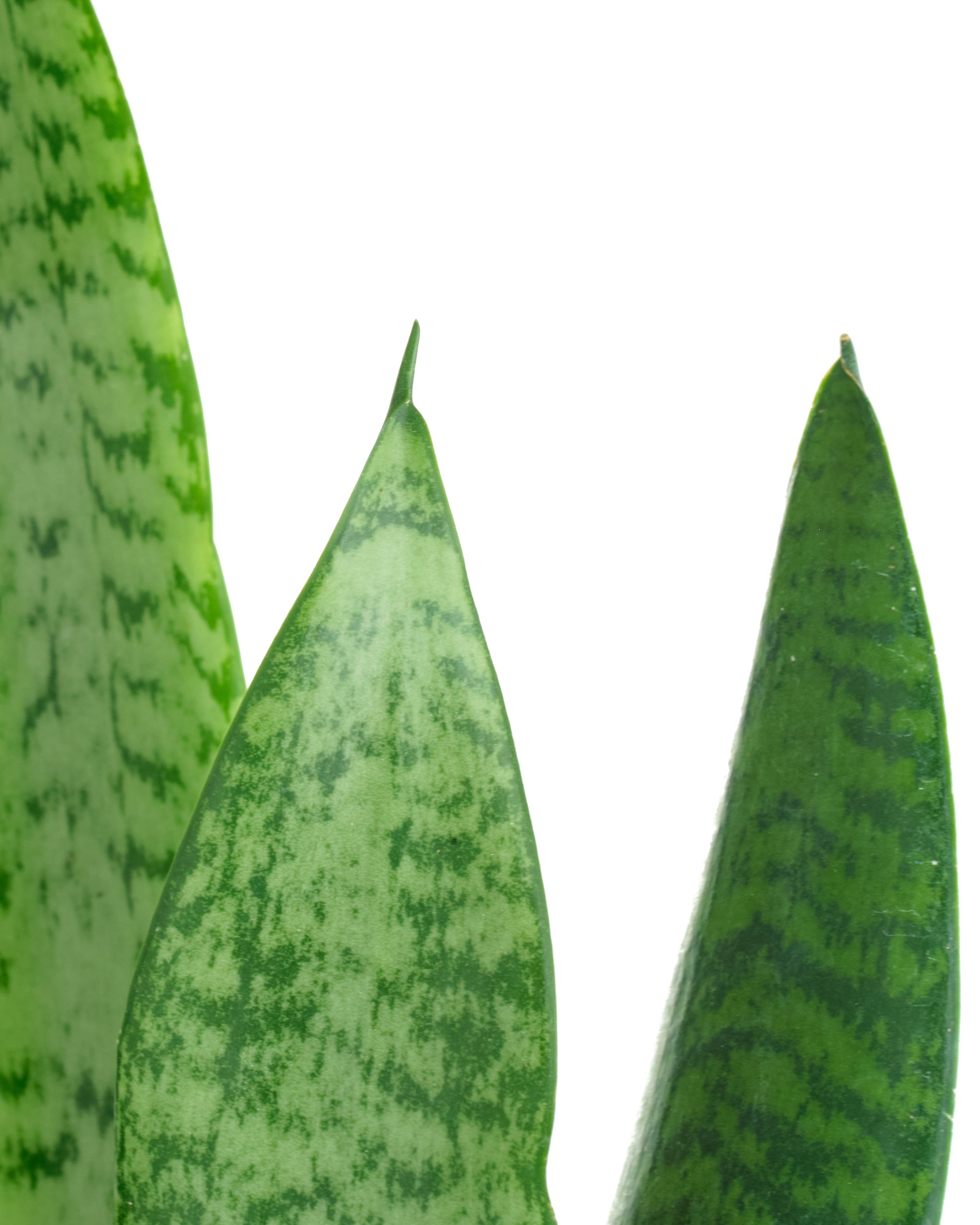 Sansevieria Zeylanica 'Bowstring'