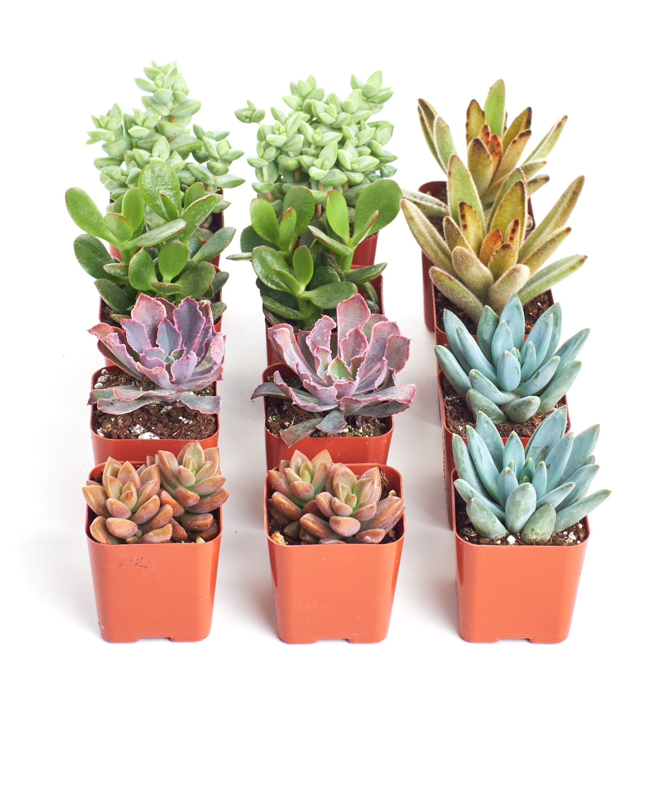 Assorted Mini Succulent Collection