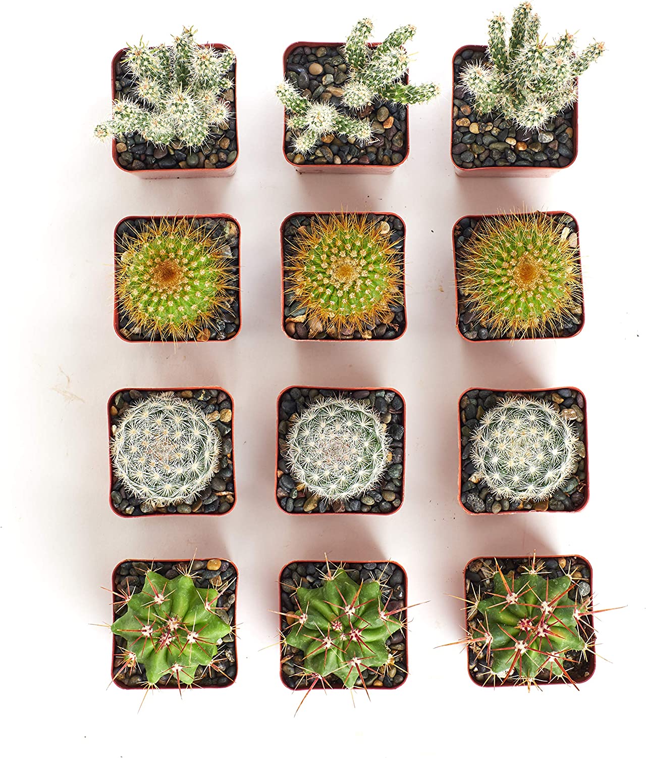 Assorted Mini Cactus Collection