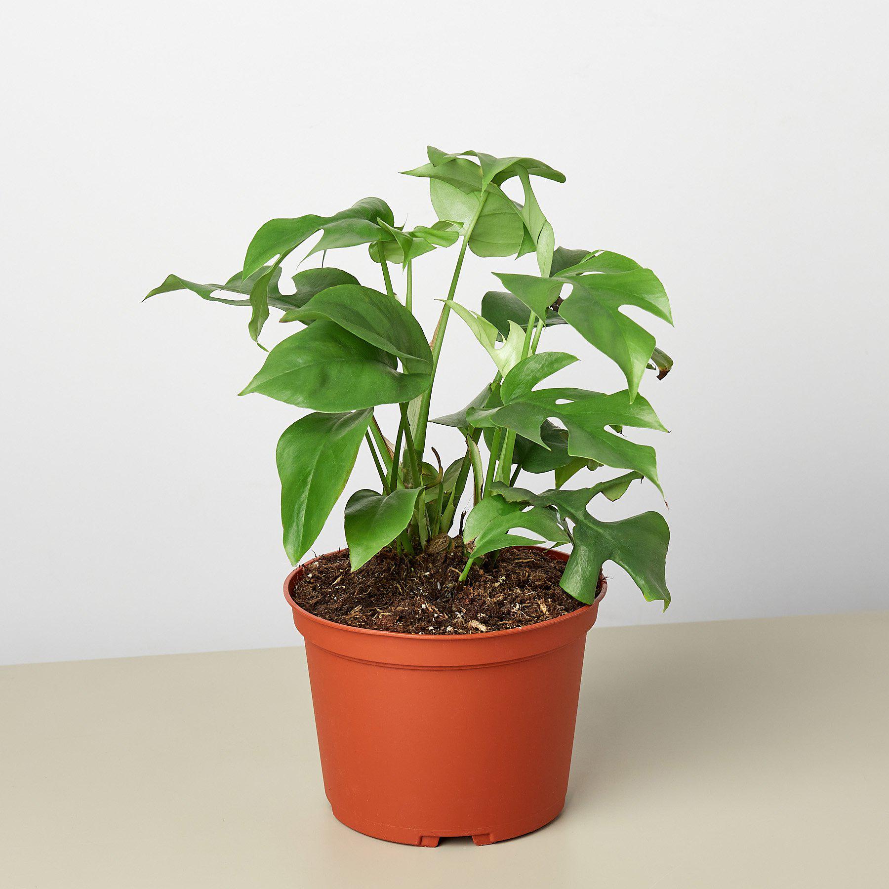 miniature monstera deliciosa Philodendron Mini Monstera Minima