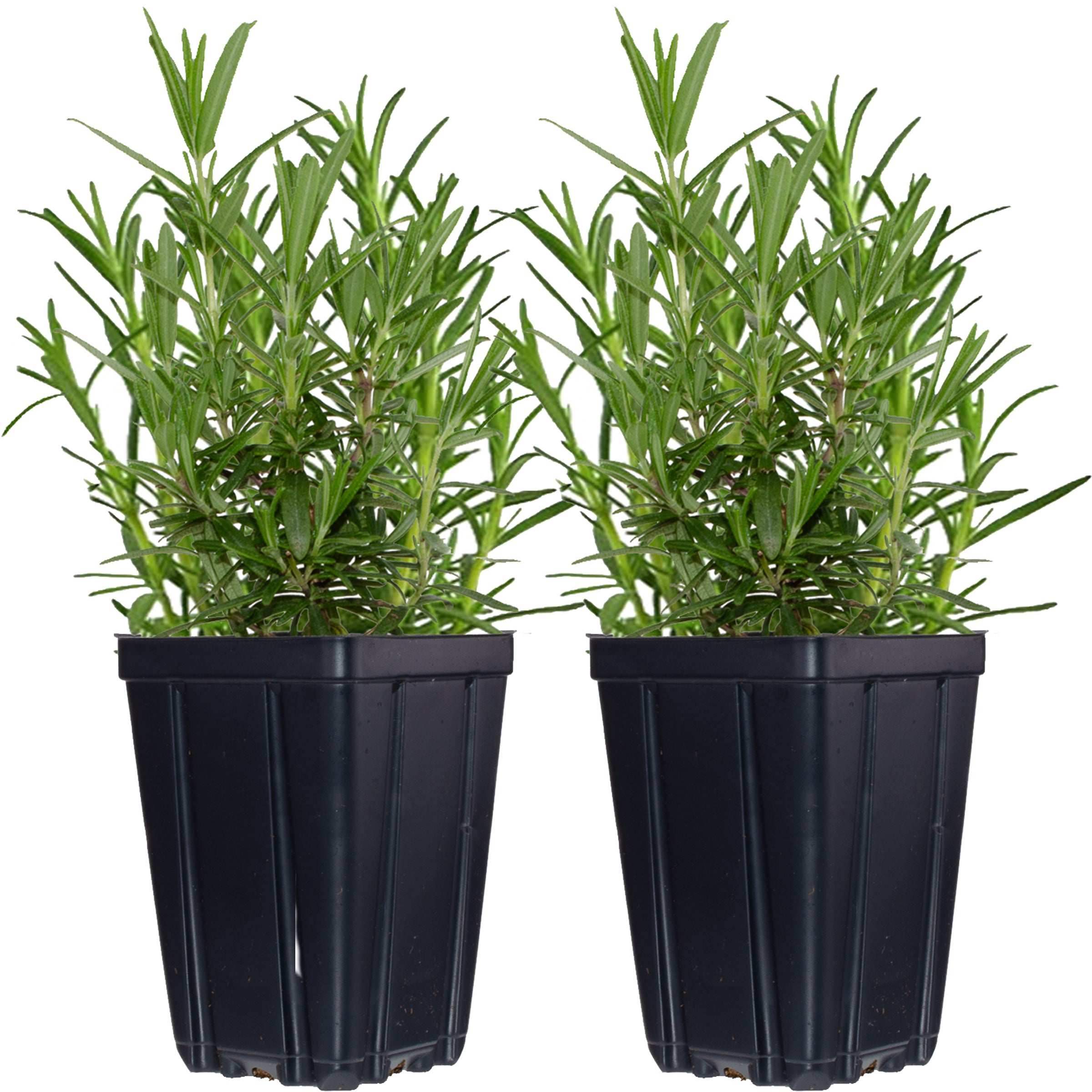 Set of 2 Rosemary Plants Grown Naturally Quart Pots