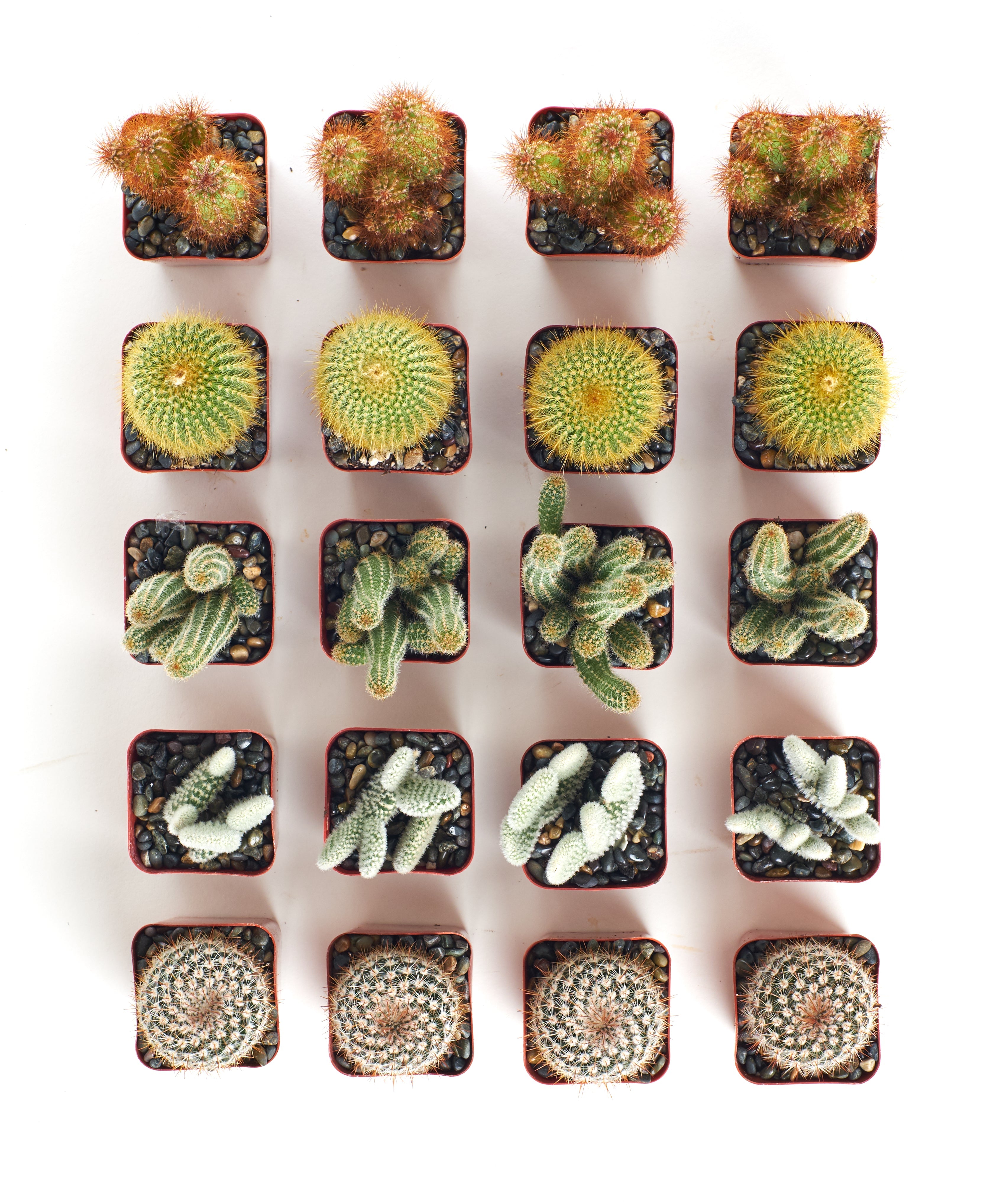Assorted Mini Cactus Collection