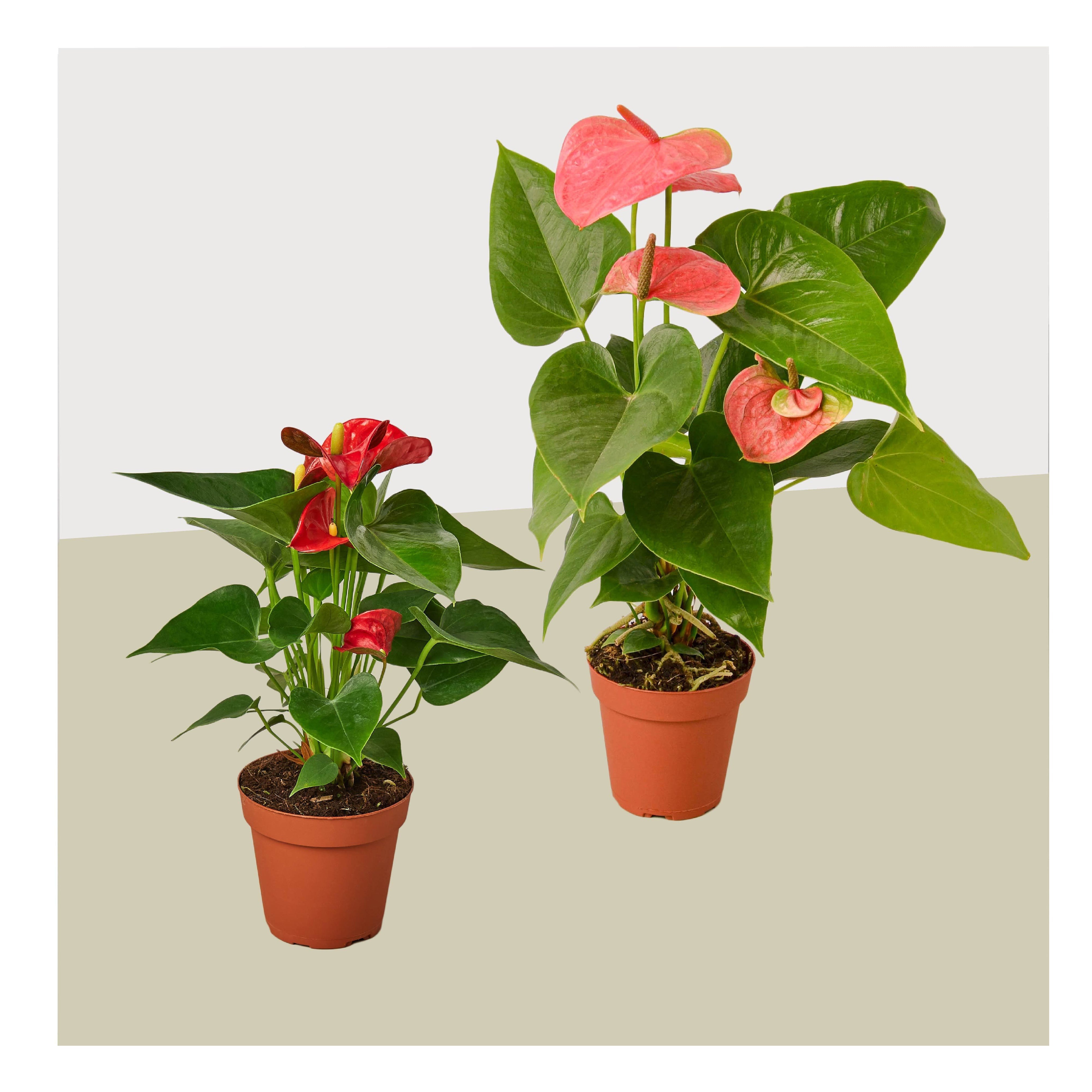 2 Anthurium Variety Pack- All Different Colors