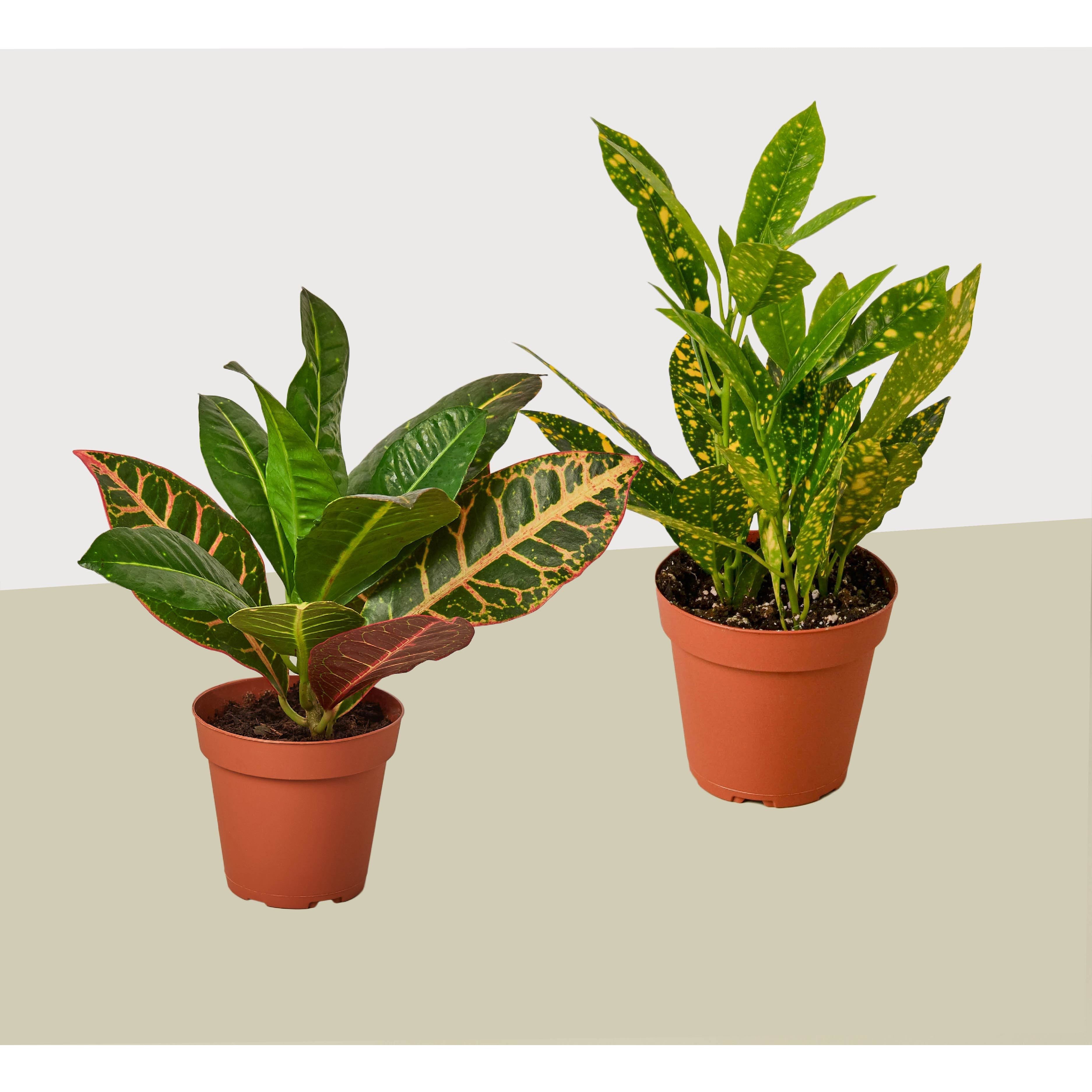 variety plant pots 2 Croton Variety Pack / 4" Pot / Live Plant / House Plant