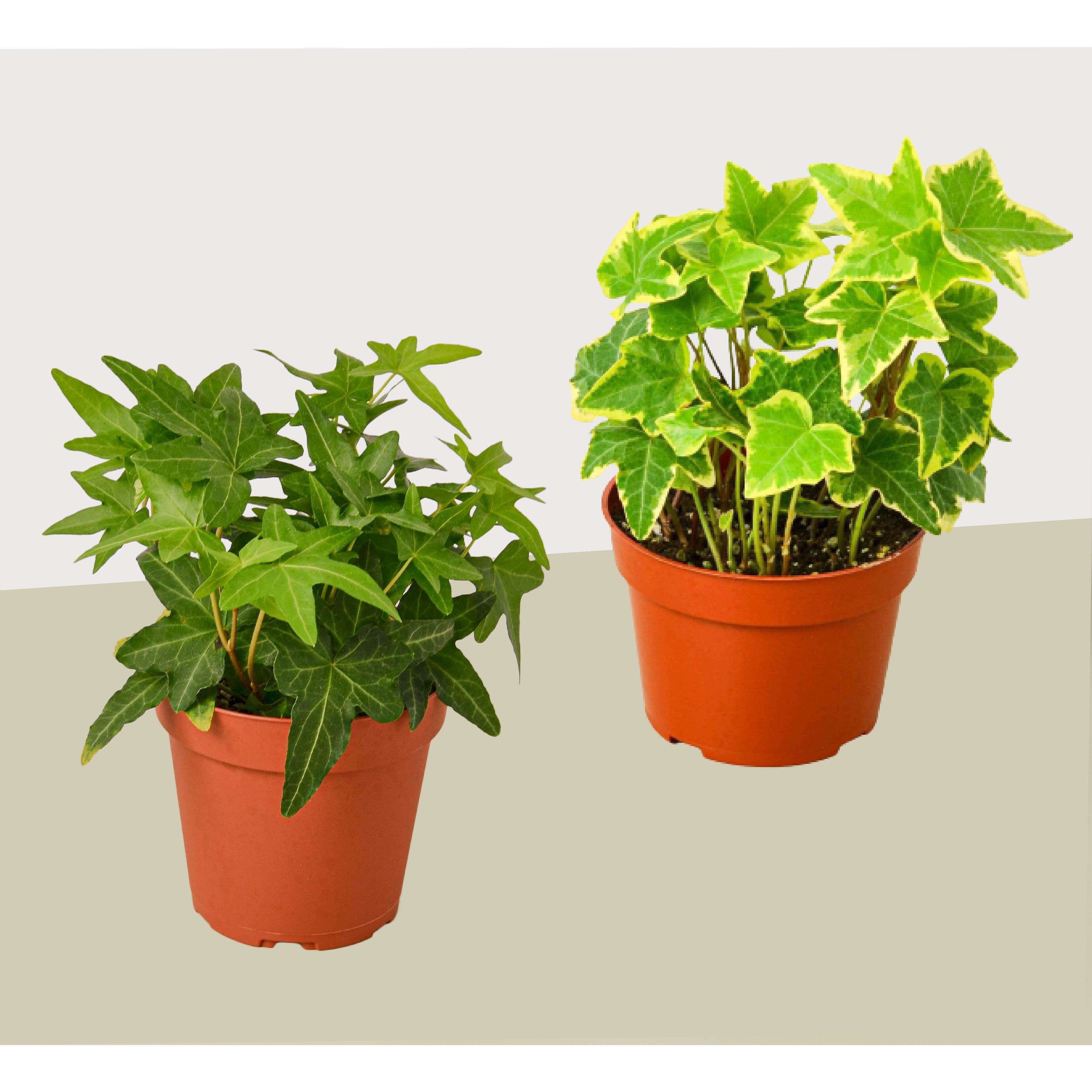 english ivy house plant care 2 English Ivy Variety Pack - Live House Plant - FREE Care Guide