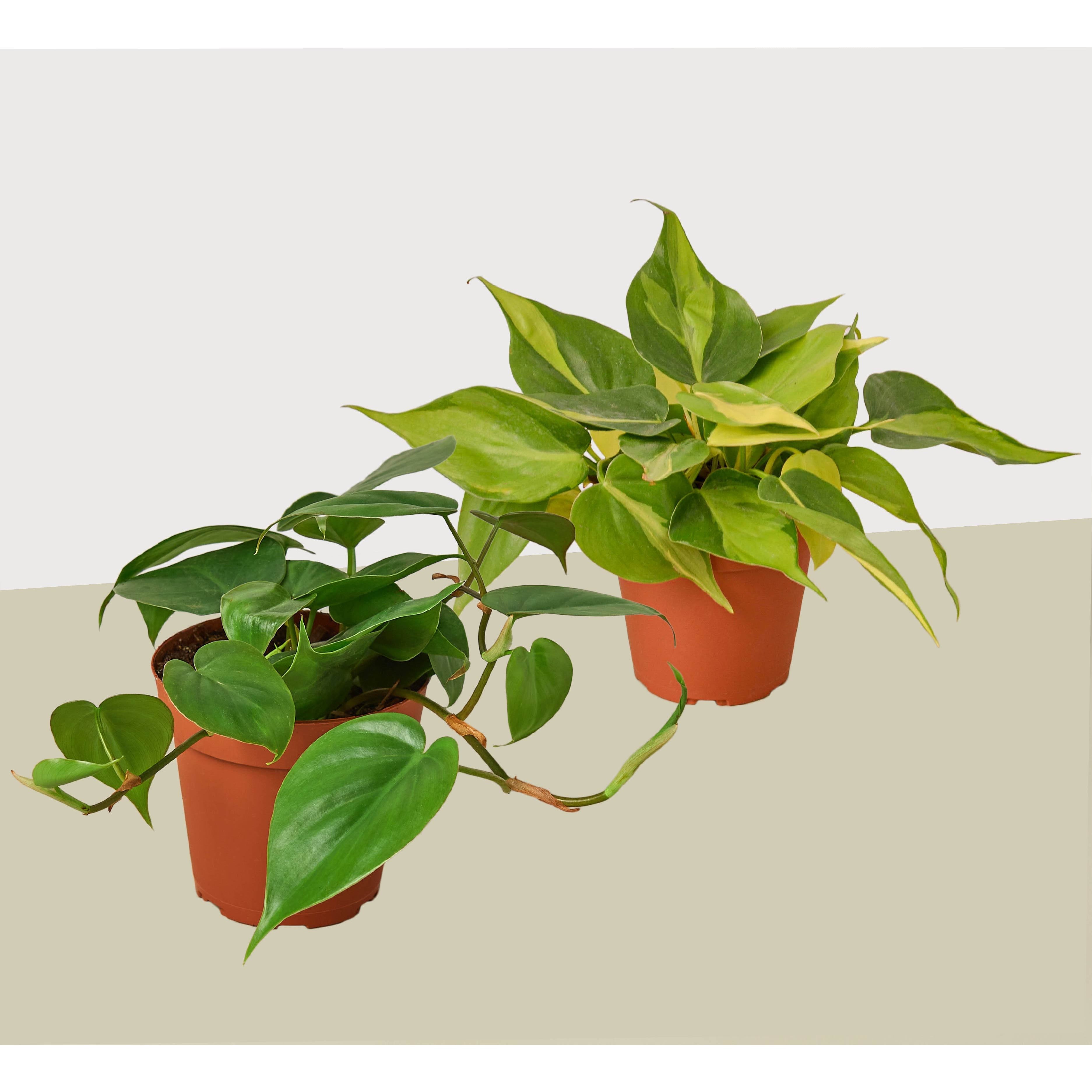 2 Philodendron Variety Pack