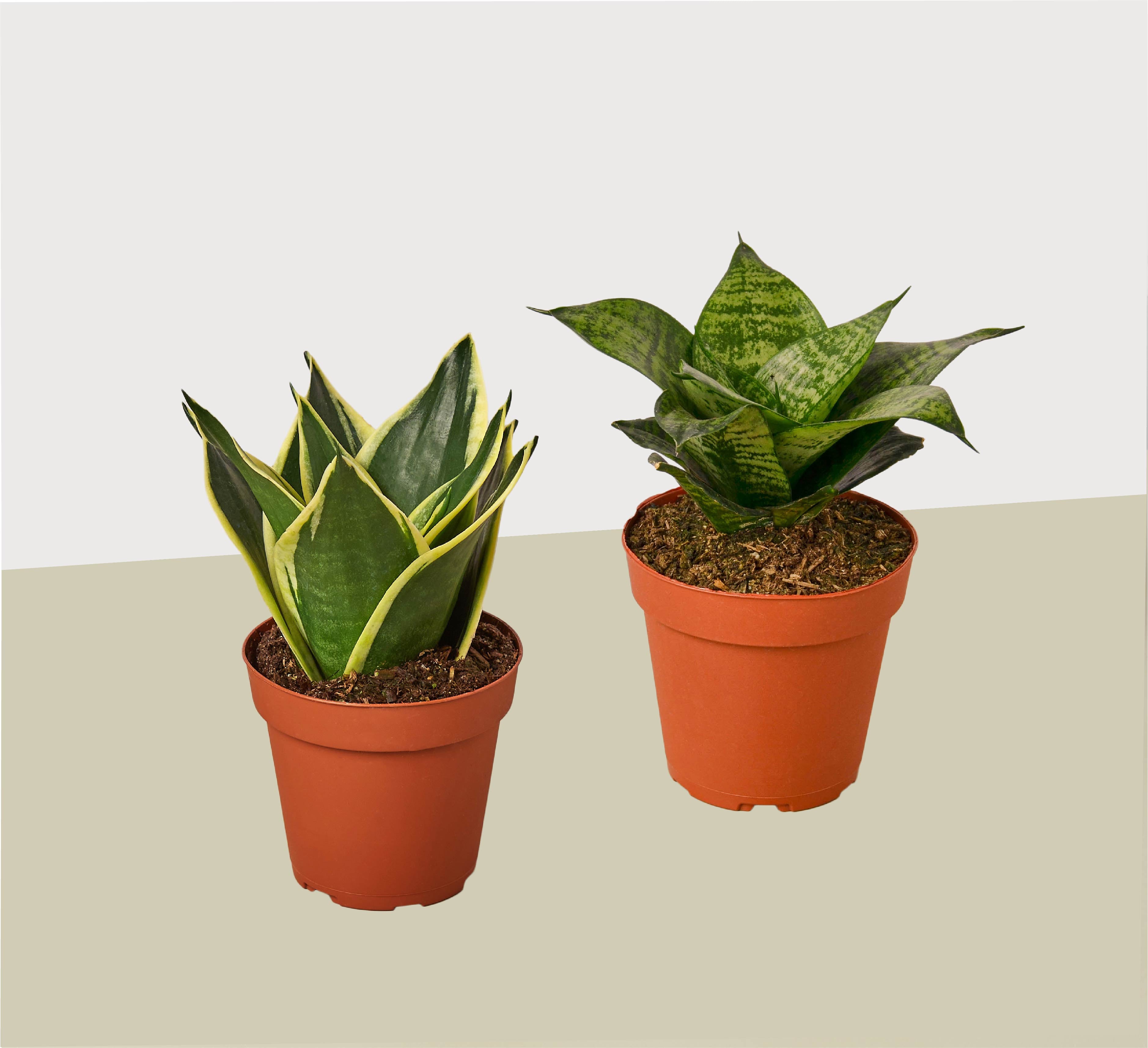 samurai sansevieria Sansevieria Samurai For Sale Including Care Guide