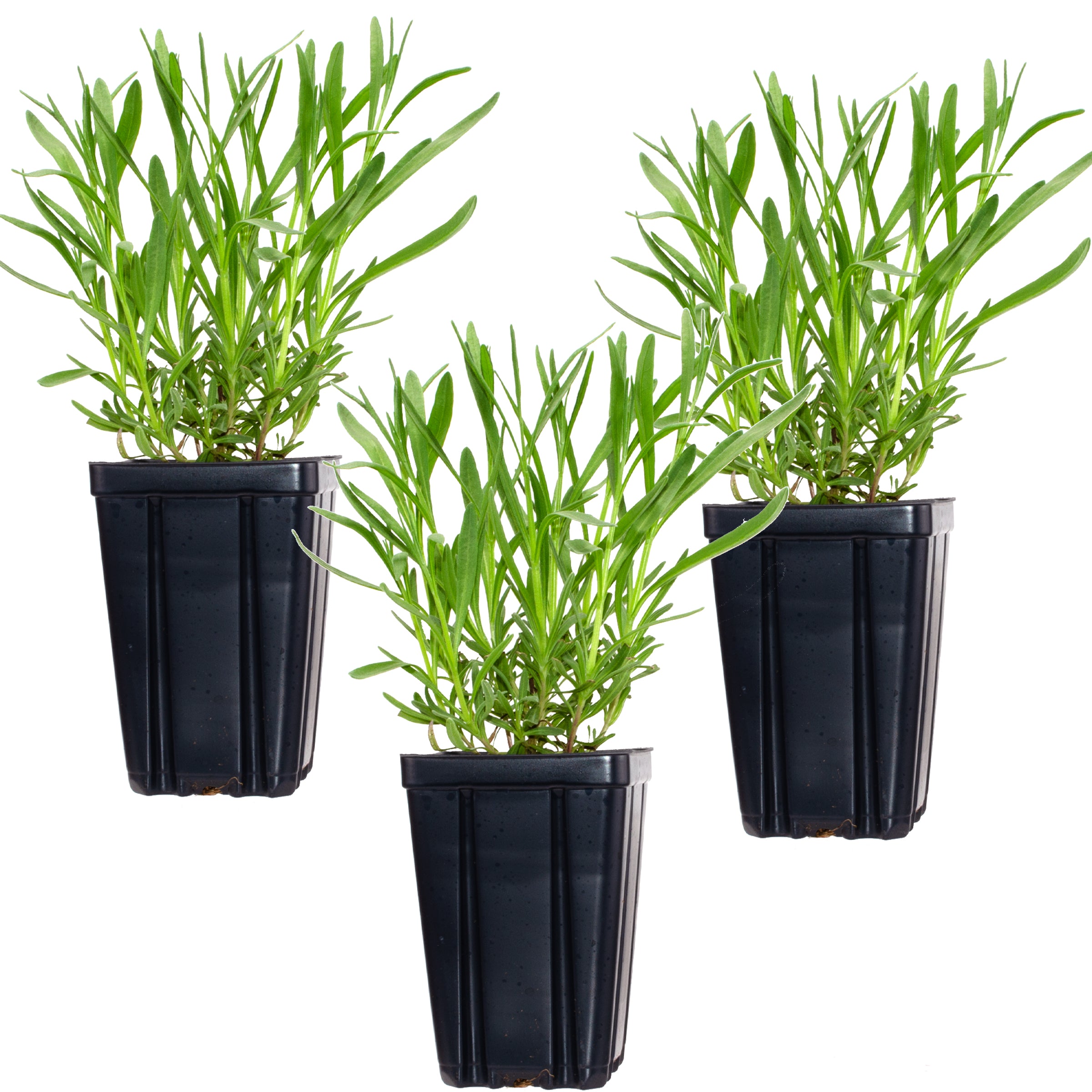 Set of 3 Lavender Provence Plants in Quart Pots